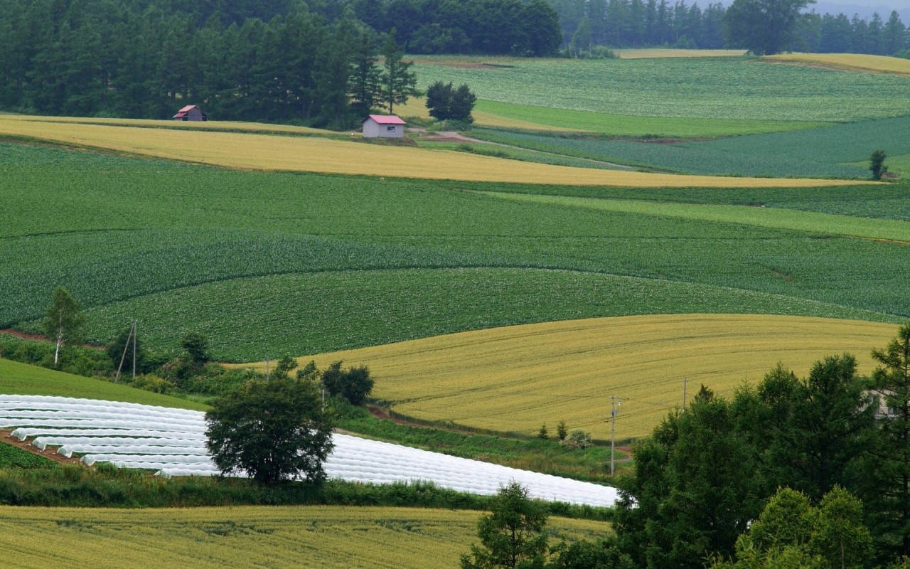 farm field, agriculture, rolling green and golden fields, HD Desktop Wallpaper