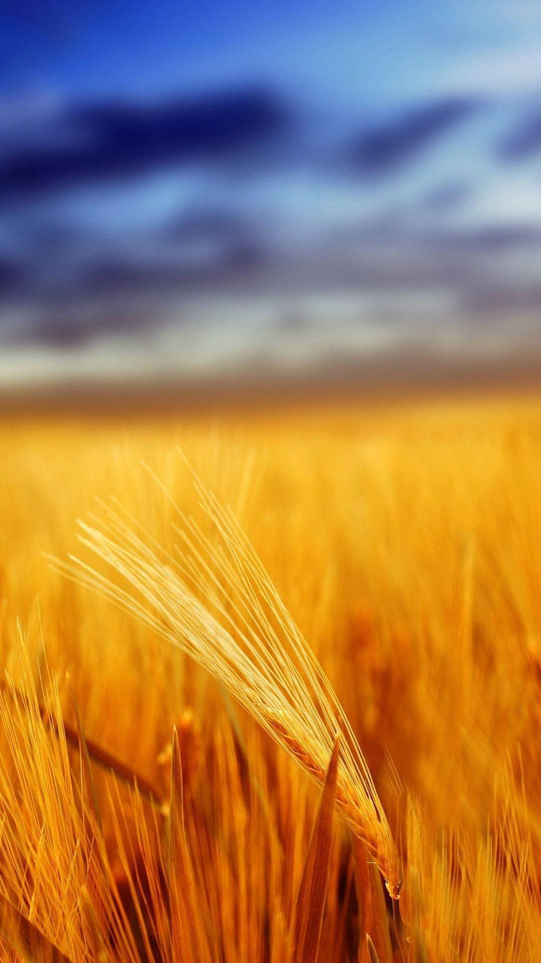 Grain field, Golden wheat stalks, dramatic blue sky, Full HD Phone Wallpaper