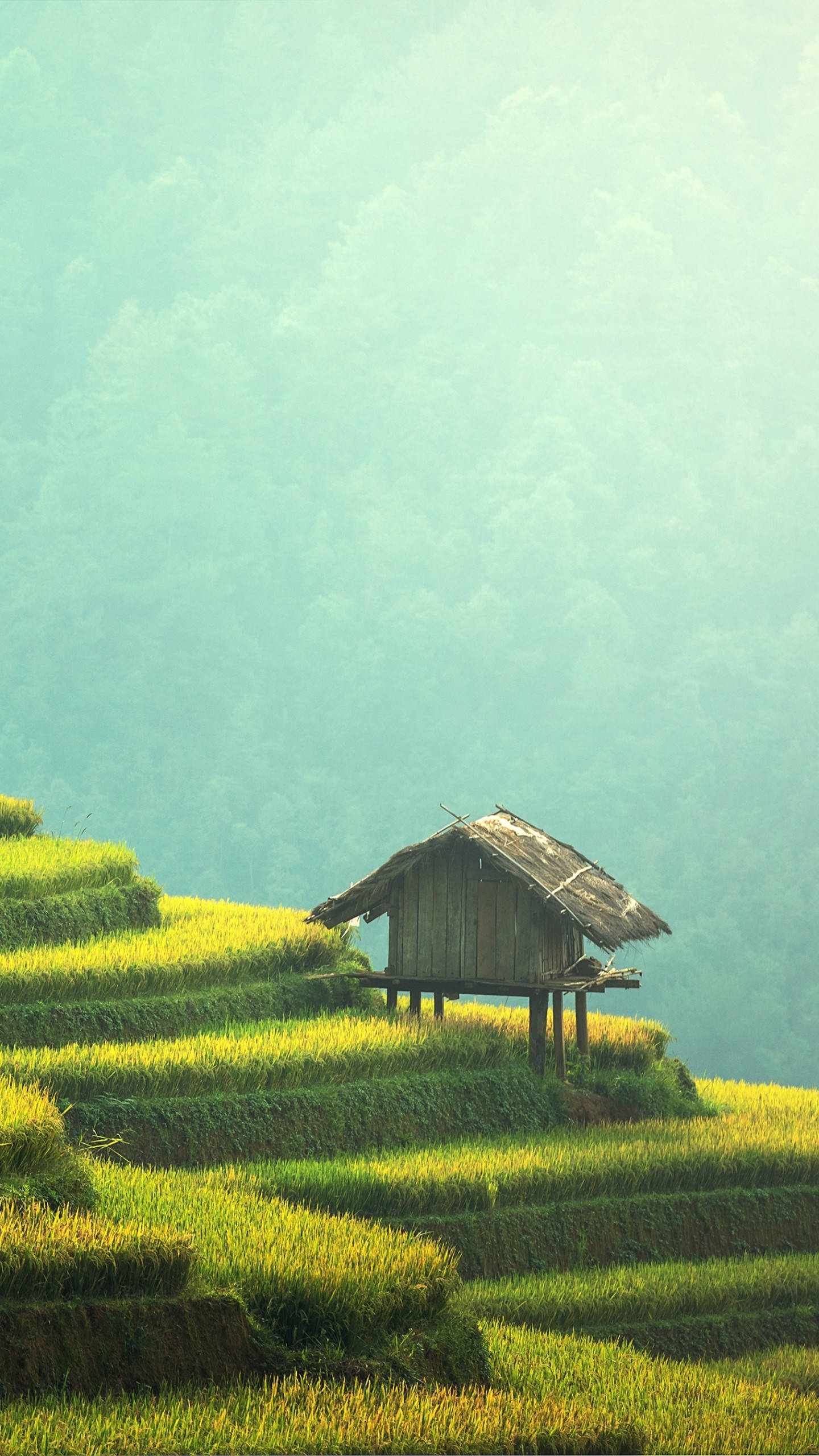rustic wooden hut, stilts, golden rice terraces, 2K Phone Wallpaper