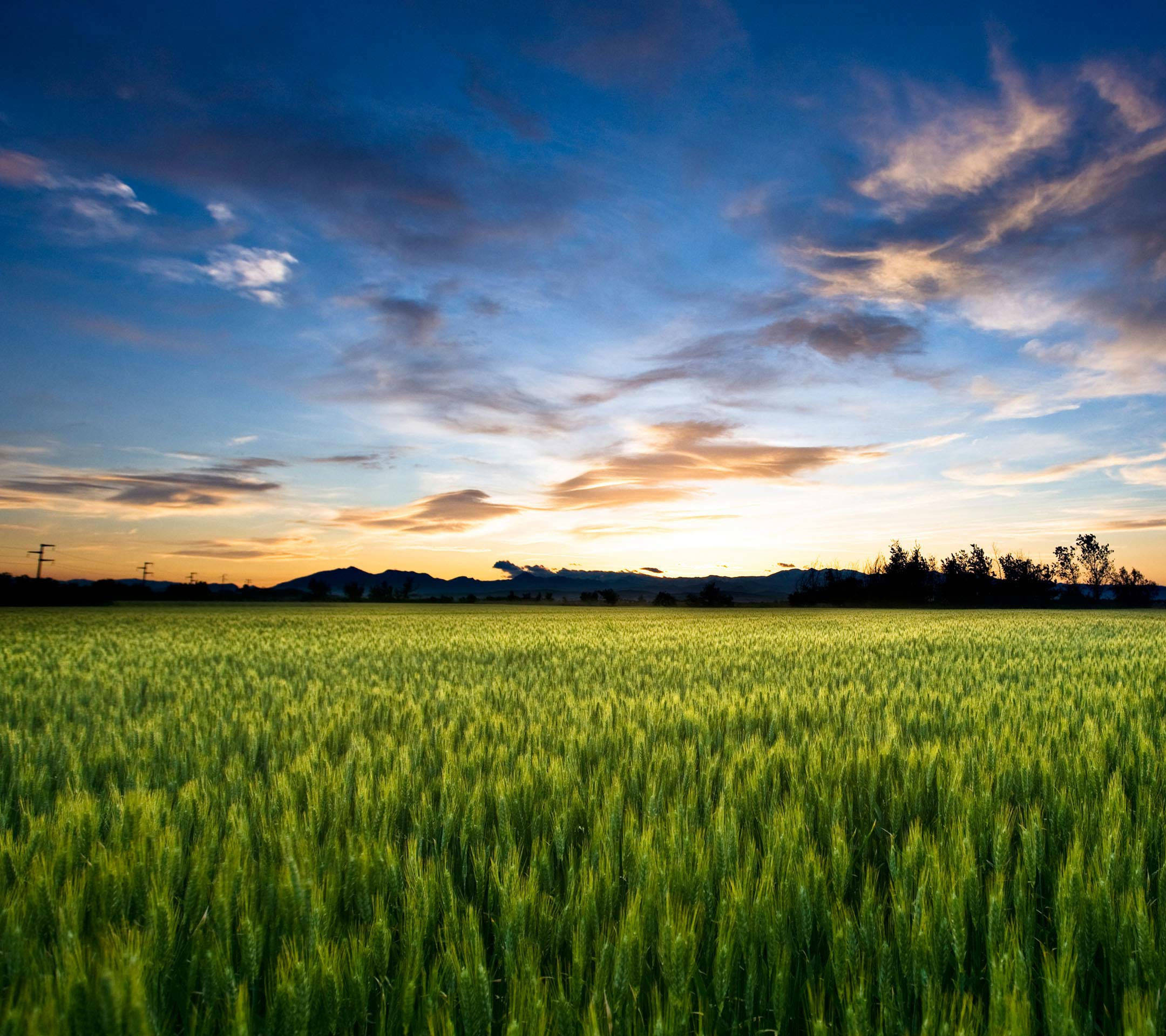 farm land agriculture, wheat field, twilight sky, Full HD Desktop Wallpaper