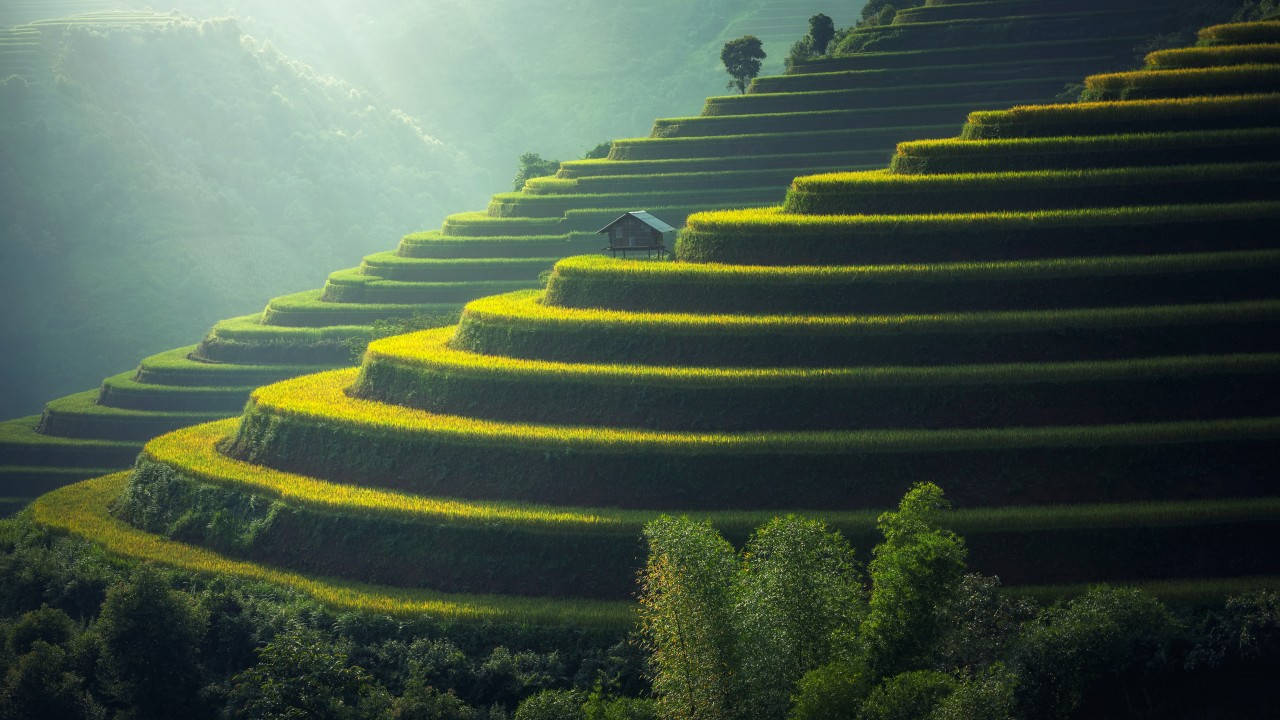 rapeseed terraces, vibrant green and yellow terraced rice fields, lone hut, HD Desktop Wallpaper