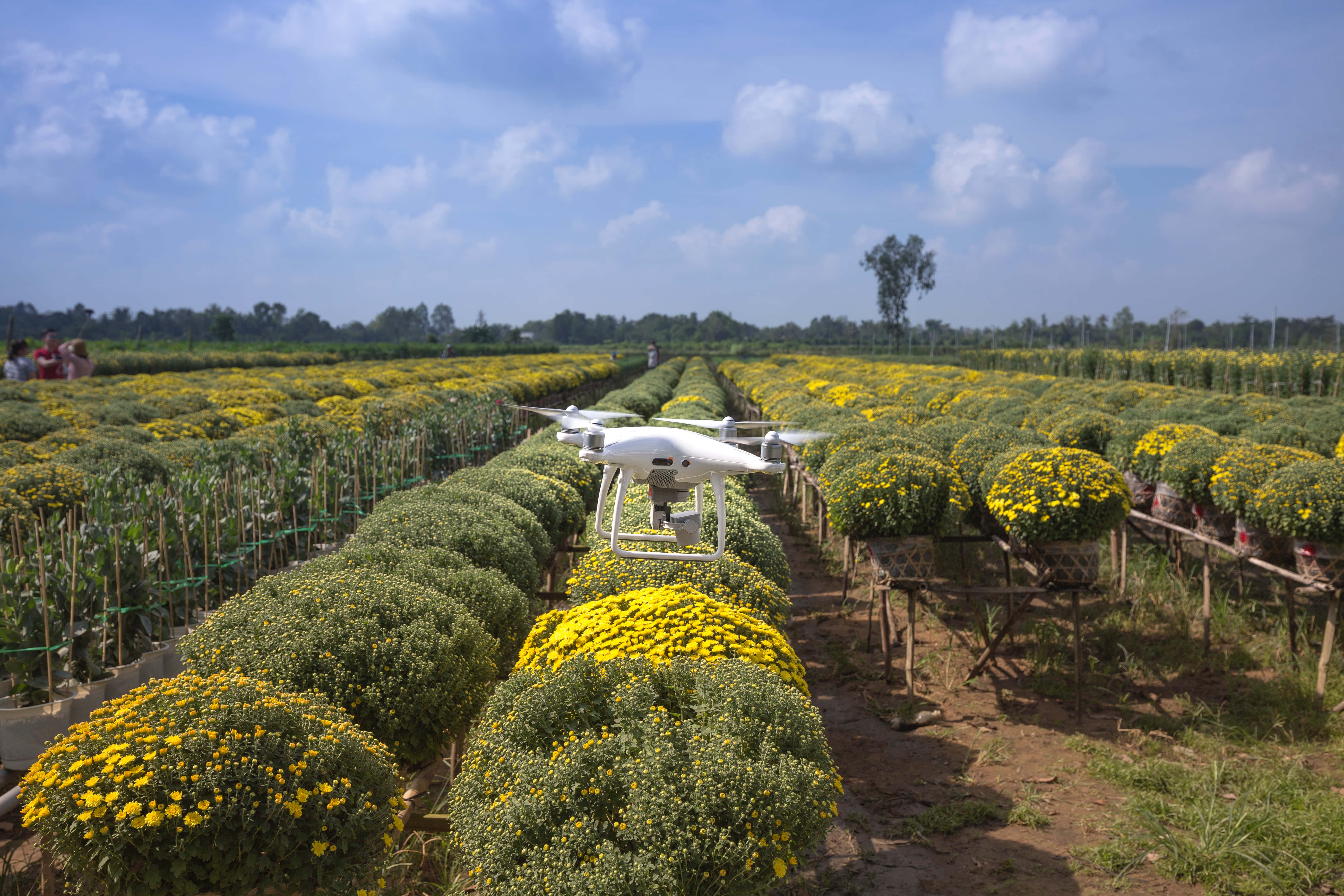 white drone, neat rows of vibrant yellow chrysanthemums, bright blue sky, 5K Desktop Wallpaper