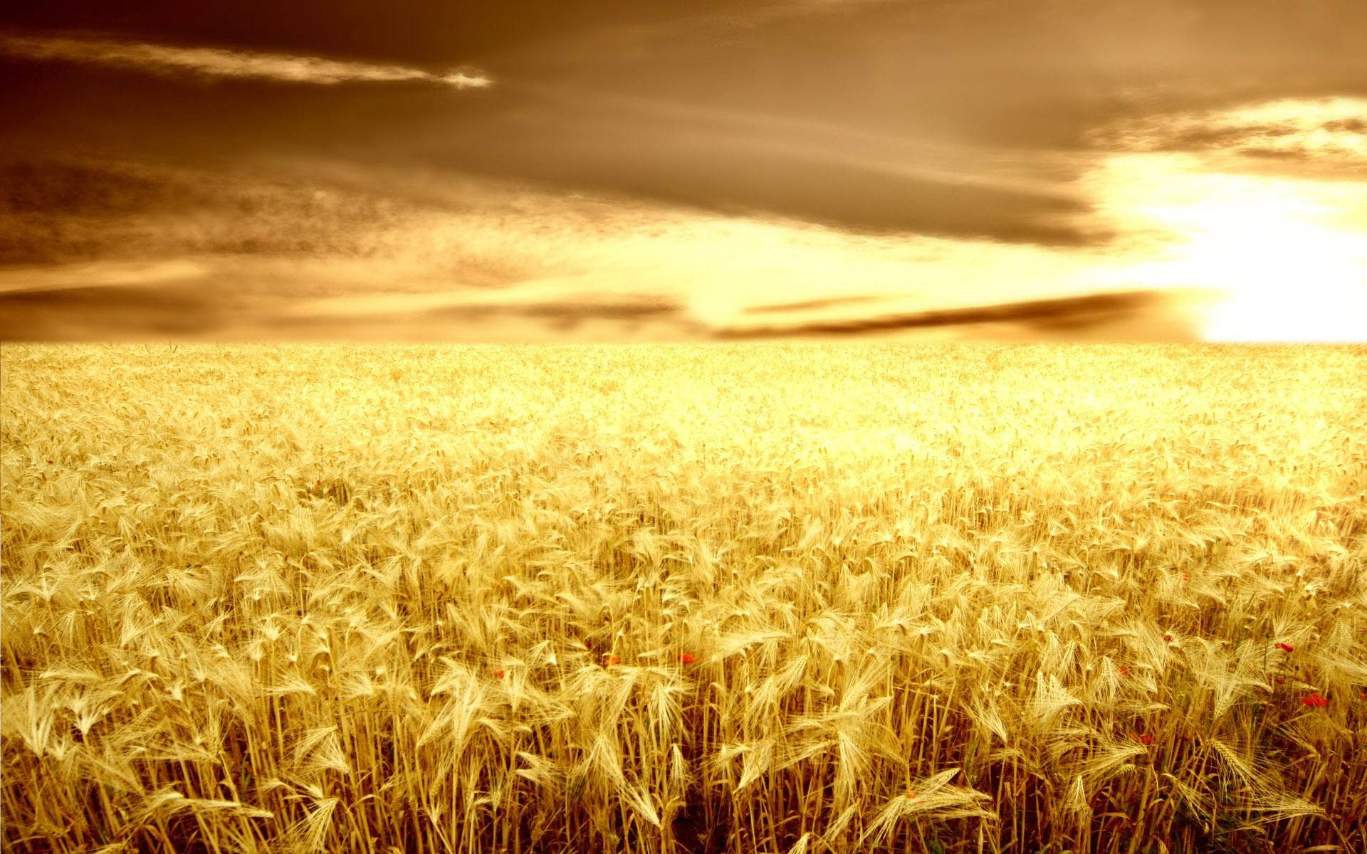 Agriculture, grain field, golden wheat field, Full HD Desktop Wallpaper