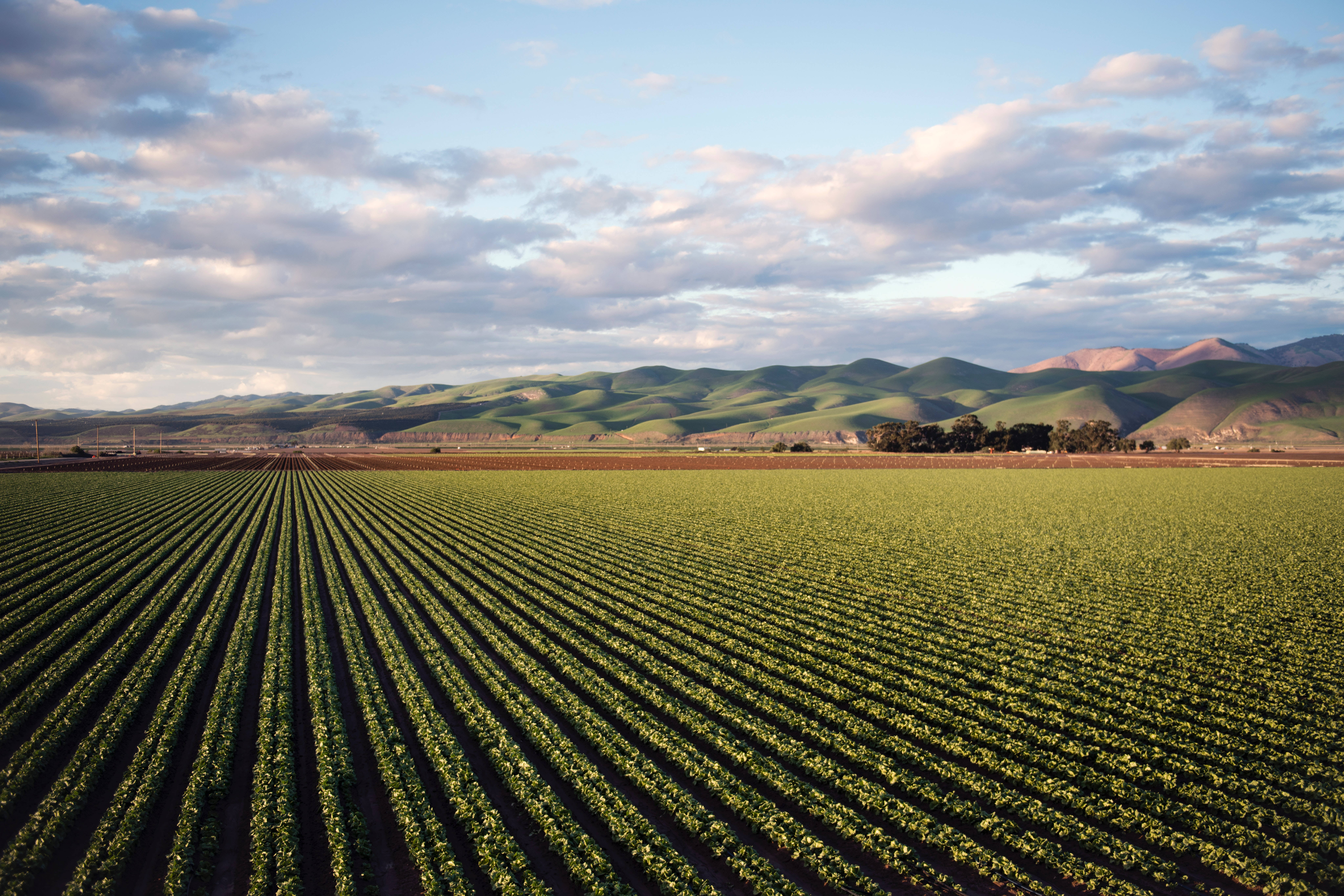 Agriculture, aerial view, lush green crops, 8K Desktop Wallpaper