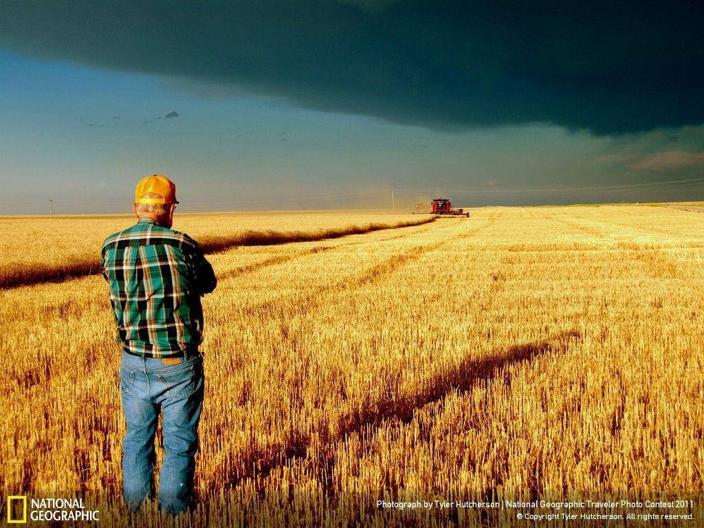 wheat field, red combine harvester, plaid shirt, SD Desktop Wallpaper