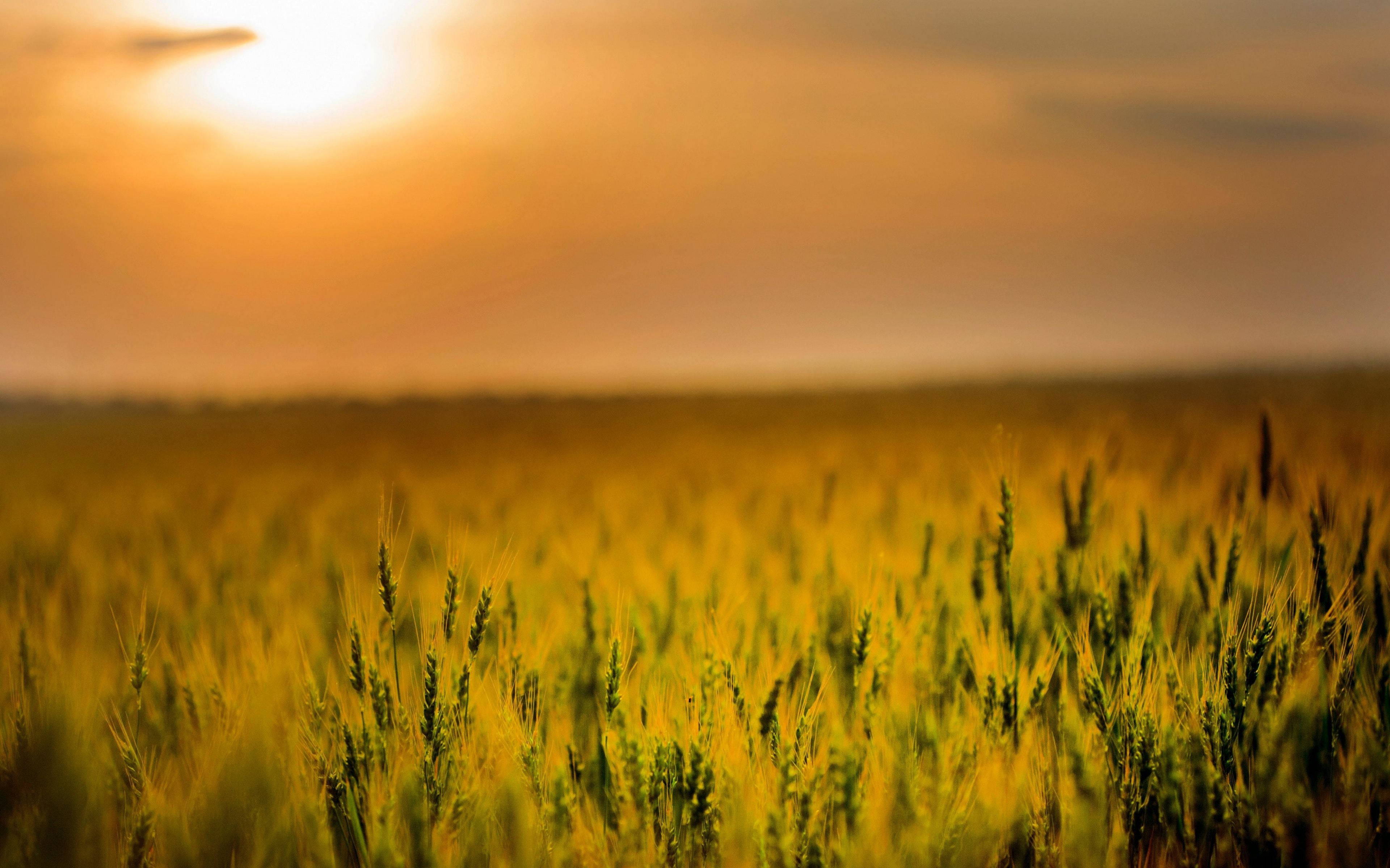 wheat field, agriculture, sunset, 4K Desktop Wallpaper