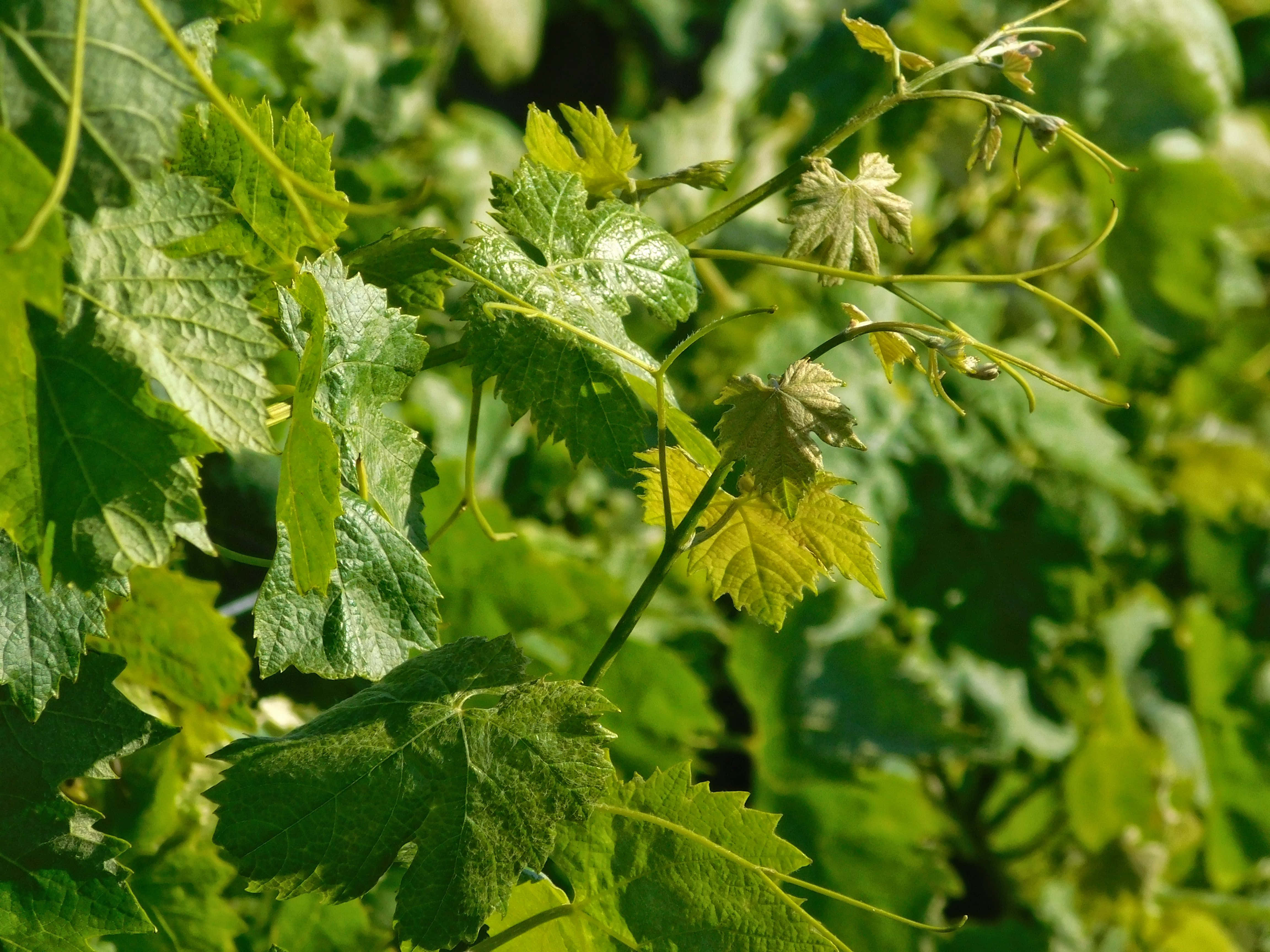 vine leaves, grapevine leaves, serrated edges, 4K Desktop Wallpaper