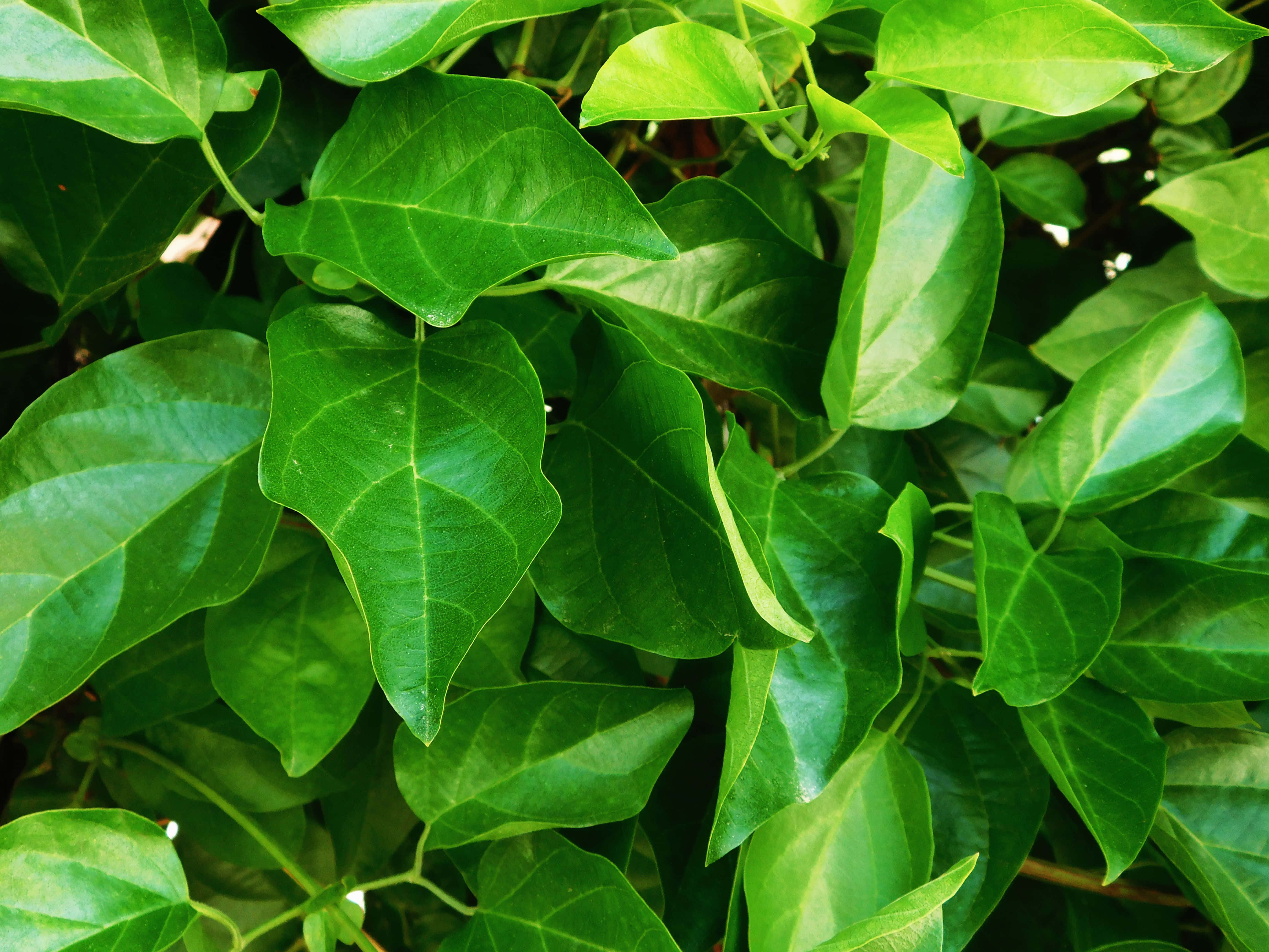 glossy green leaves, visible veins, natural shadows, 4K Desktop Wallpaper