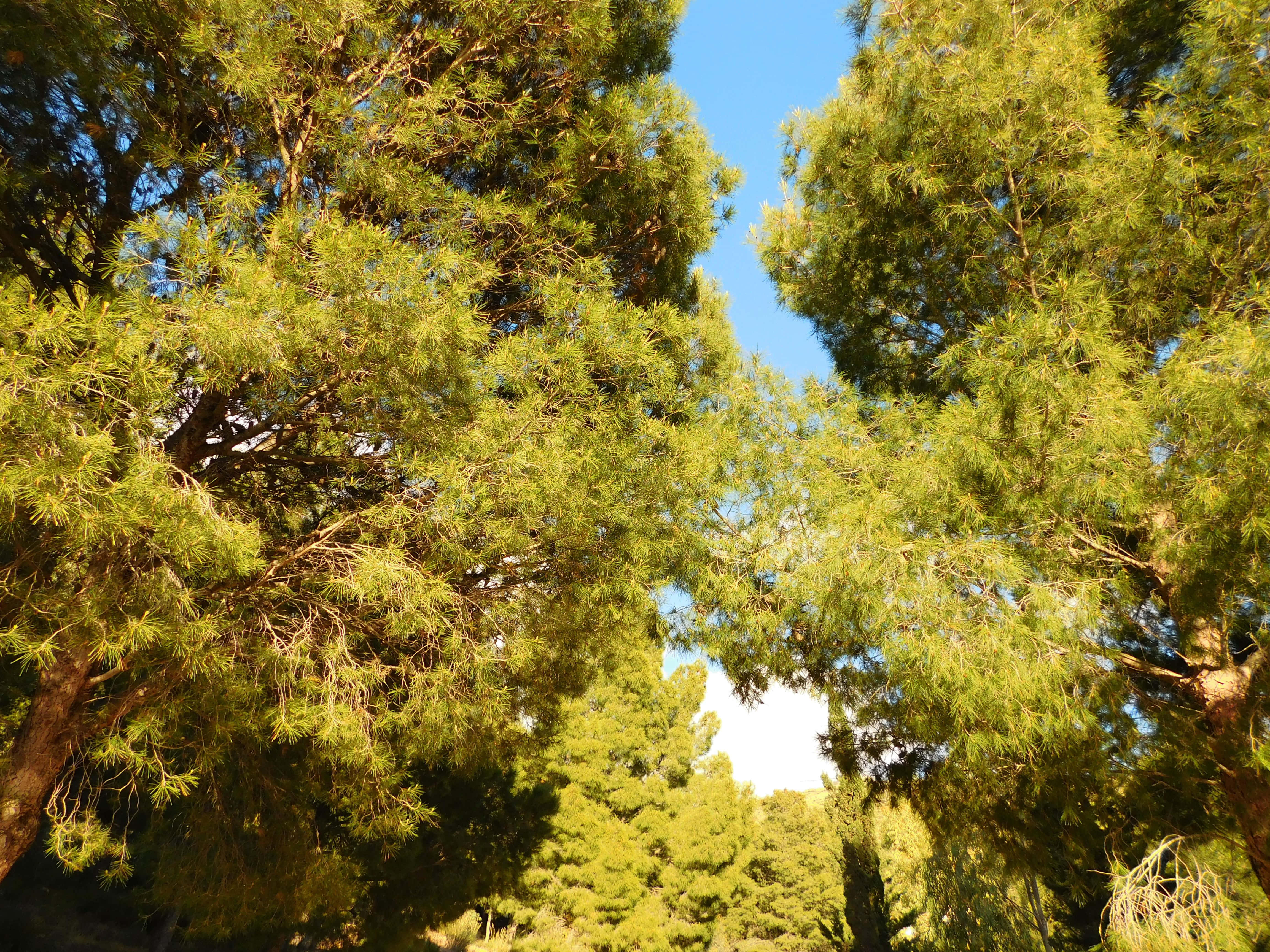 Sunlight, dense green pine branches, clear blue sky, 4K Desktop Wallpaper