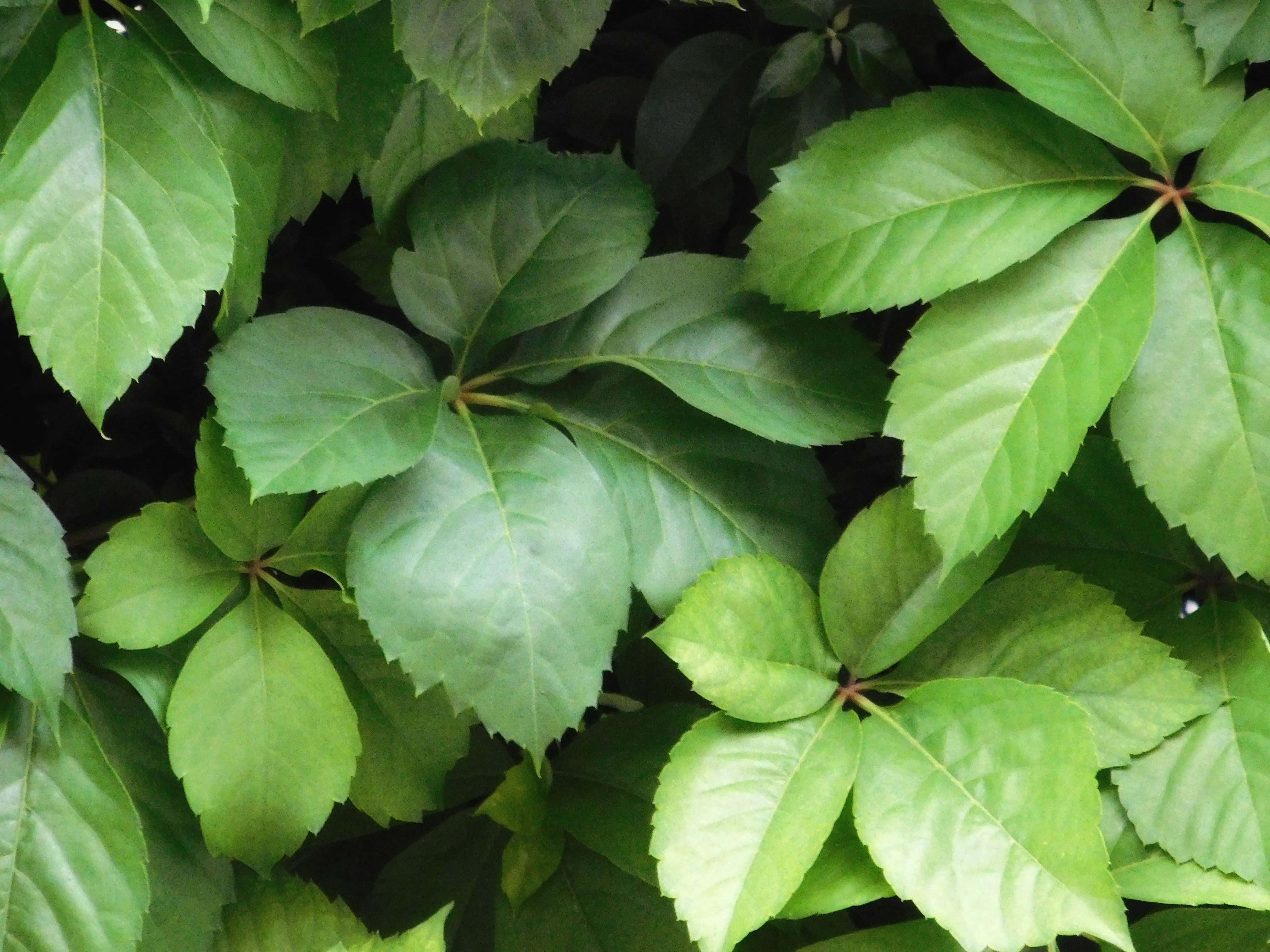 vibrant green leaves, serrated edges, prominent veins, 4K Desktop Wallpaper
