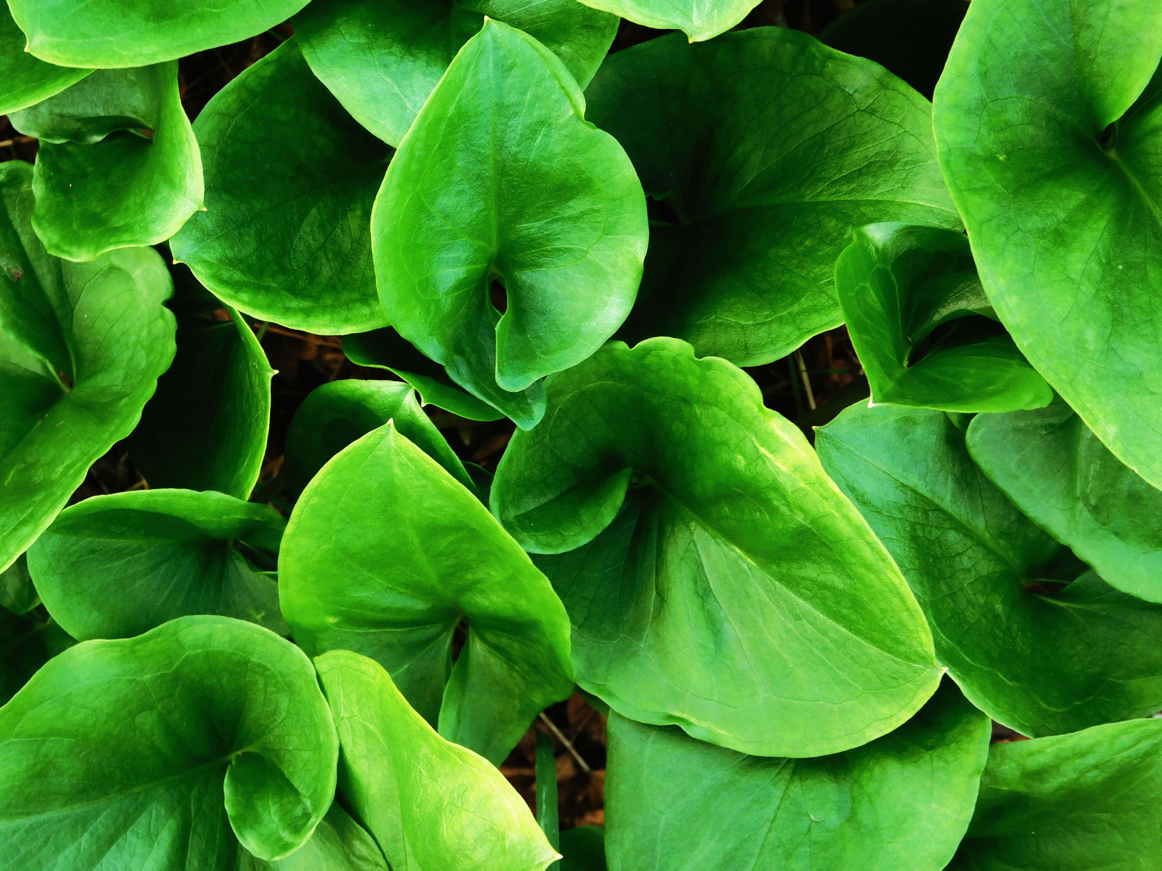 heart-shaped leaves, vibrant green, dense natural pattern, 4K Desktop Wallpaper