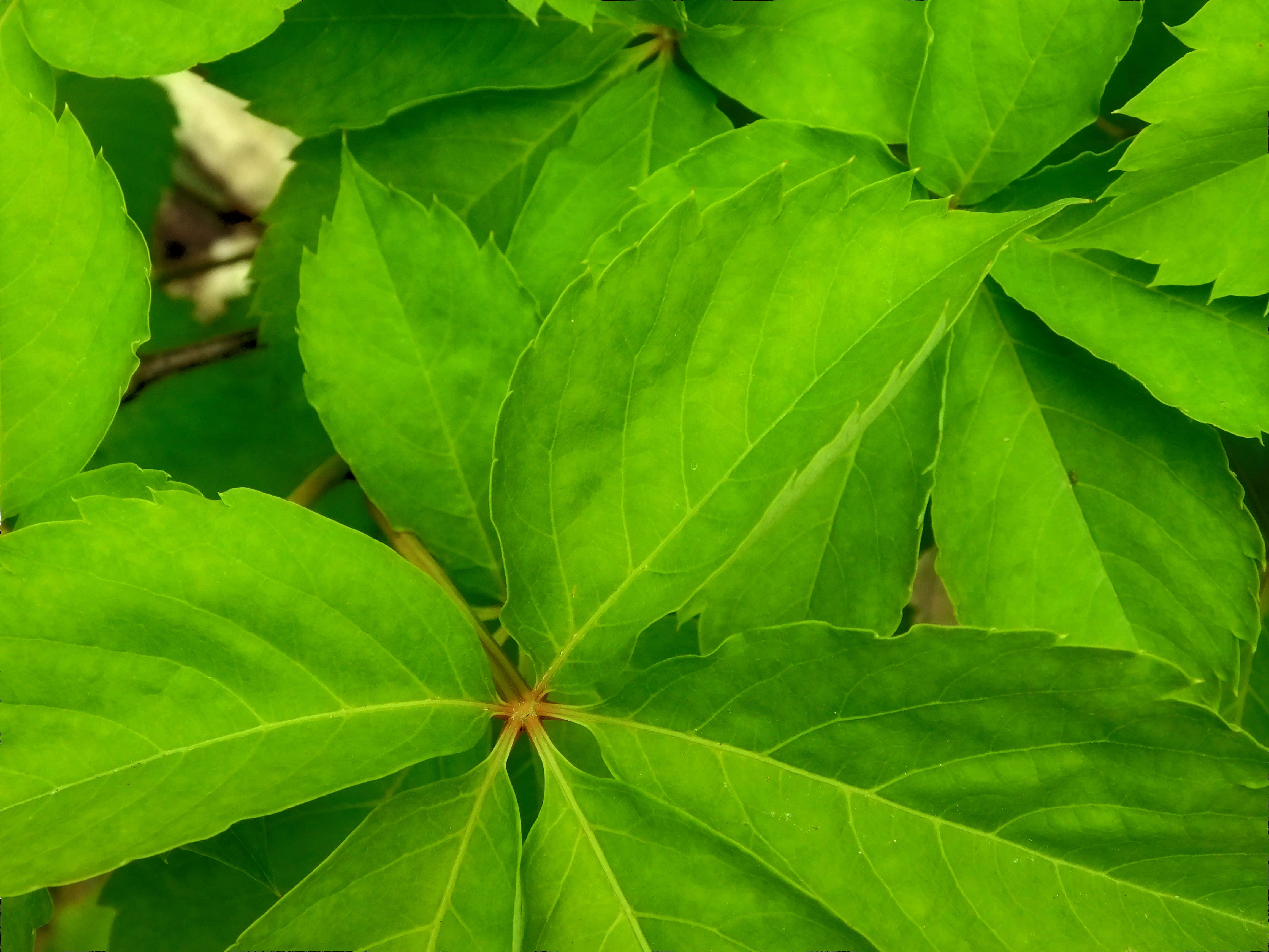 vibrant green, serrated edges, prominent veins, 4K Desktop Wallpaper