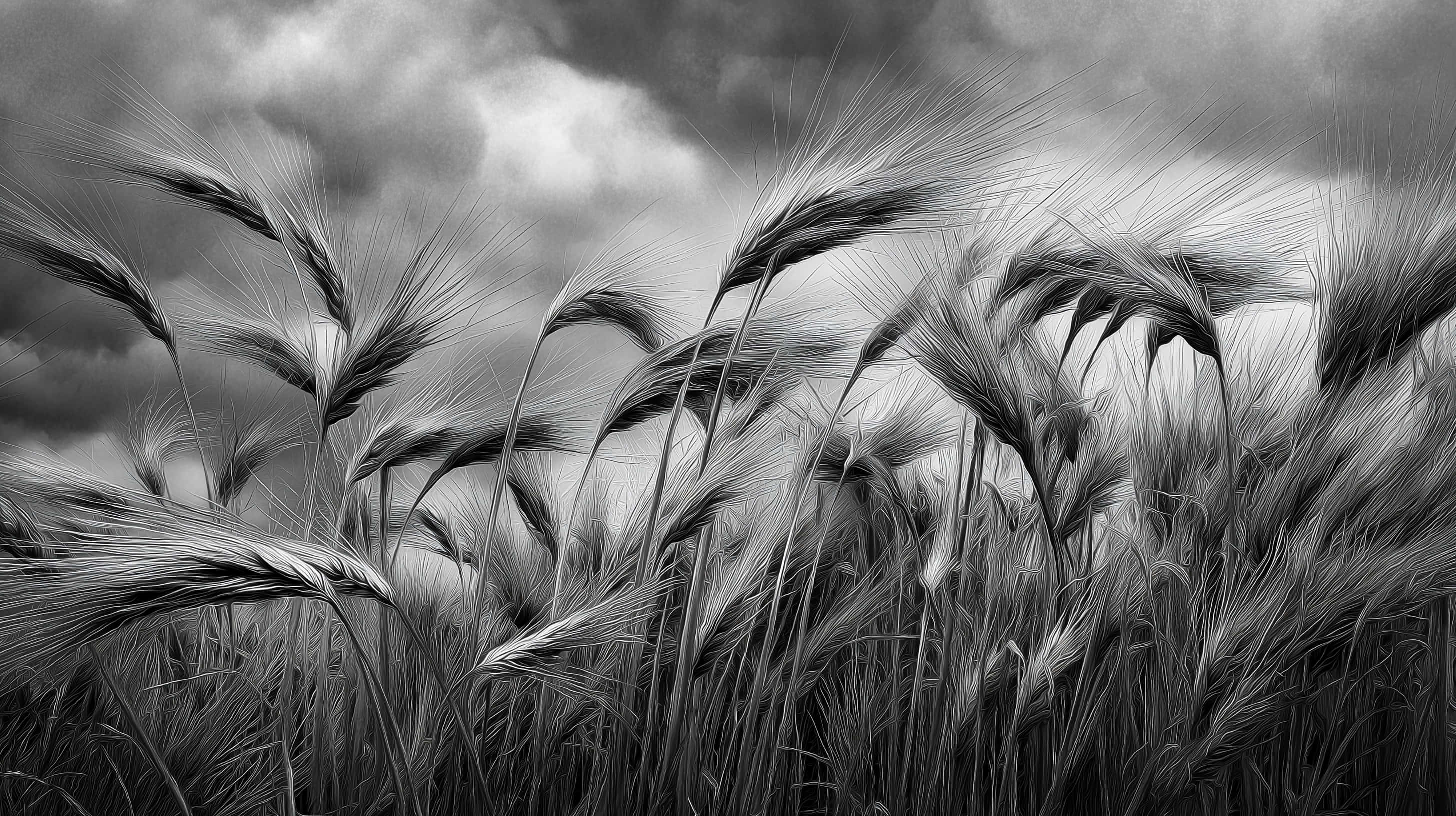 monochromatic wheat field, overcast skies, black and white, 2K Desktop Wallpaper