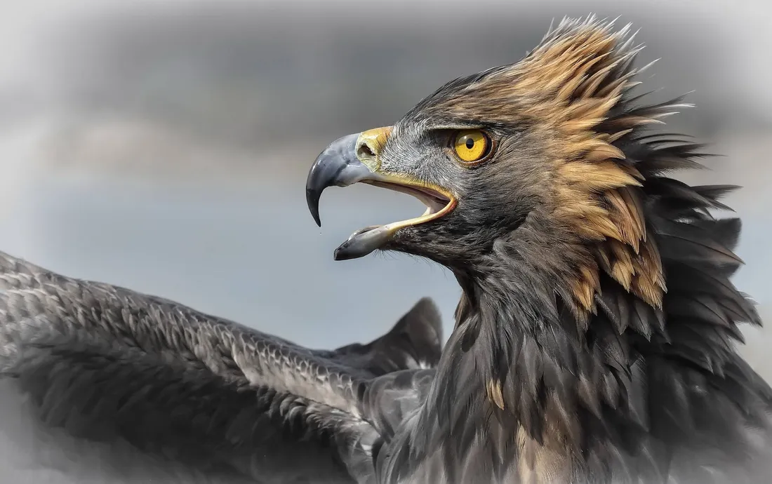 Aguila