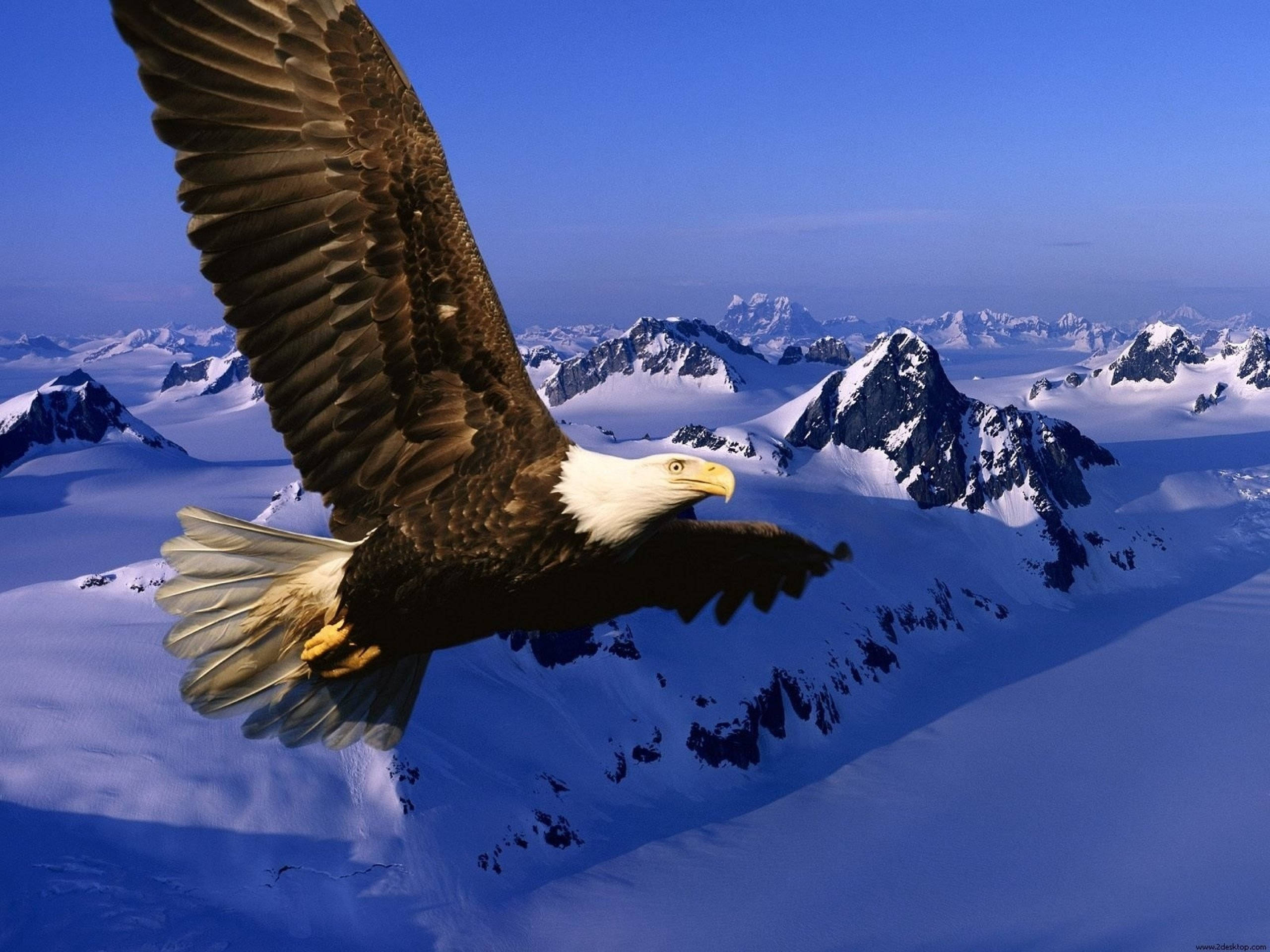 Aguila, bald eagle, snow-capped mountains, 2K Desktop Wallpaper