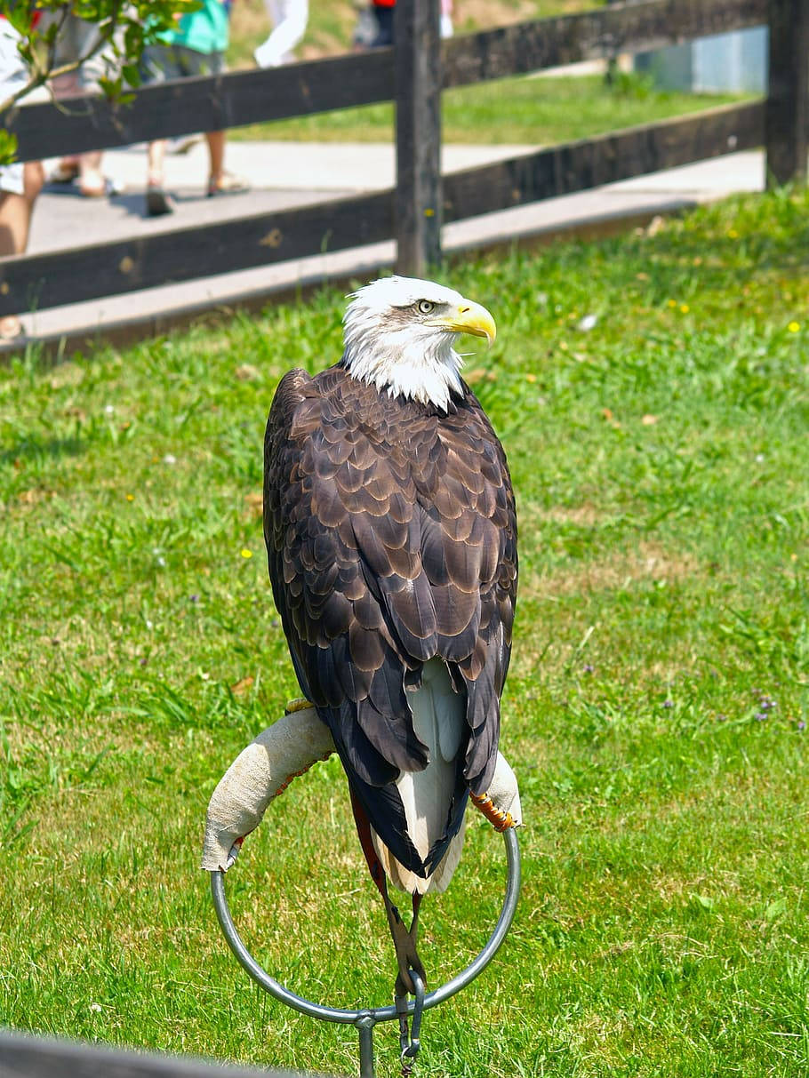 Aguila, bald eagle, metal stand, SD Phone Wallpaper