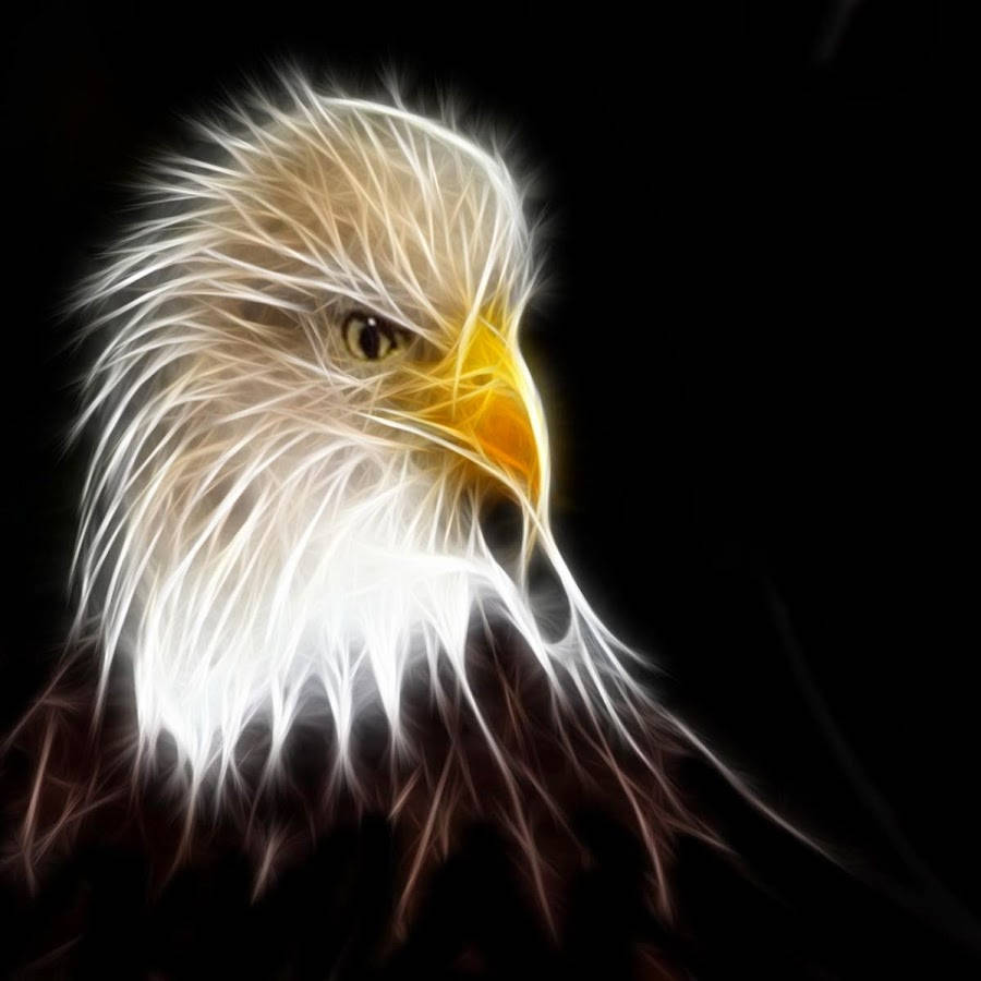 Aguila, glowing white feathers, yellow beak, SD Desktop Wallpaper