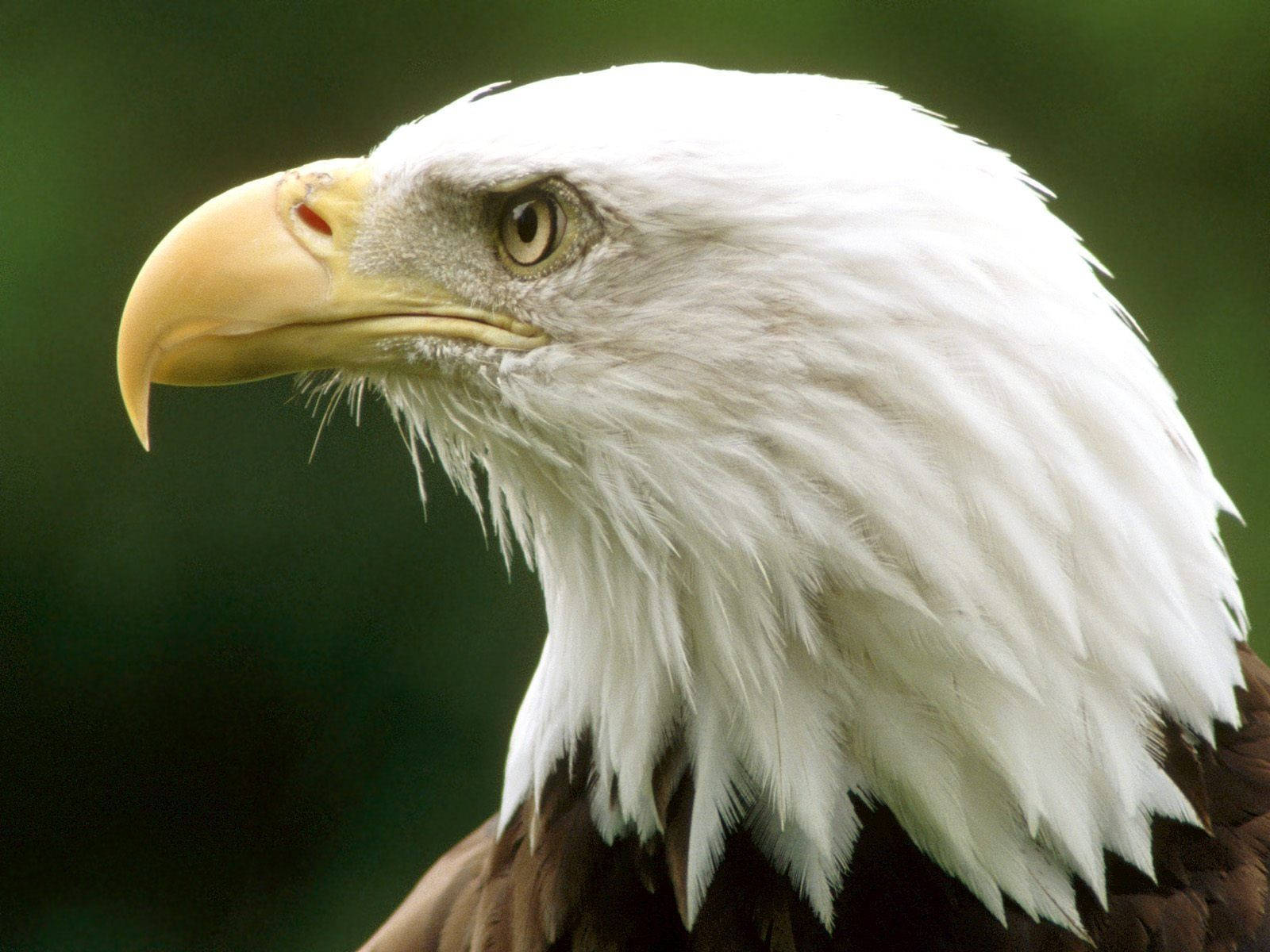 Aguila, bald eagle, white feathers, HD Desktop Wallpaper