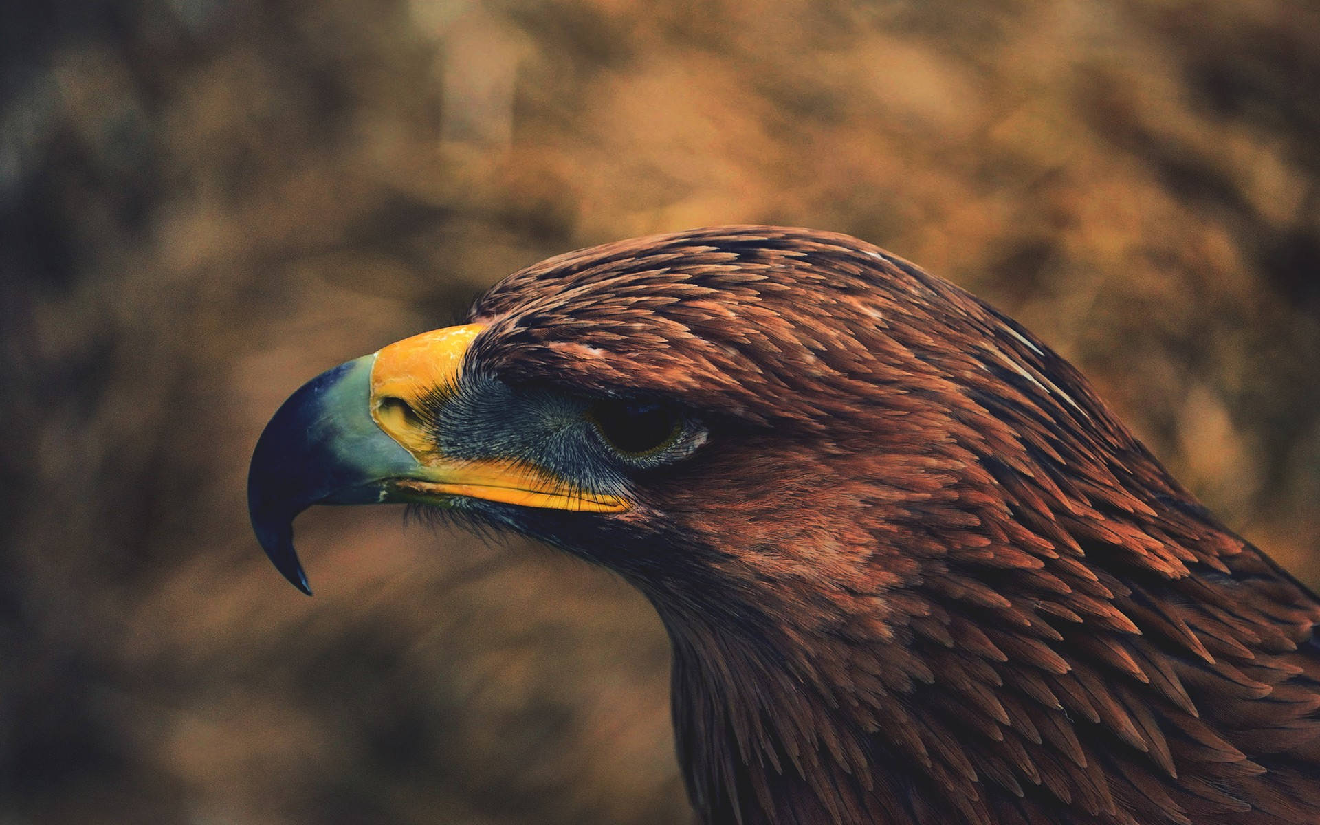 Golden Aguila, golden eagle, yellow beak, Full HD Desktop Wallpaper