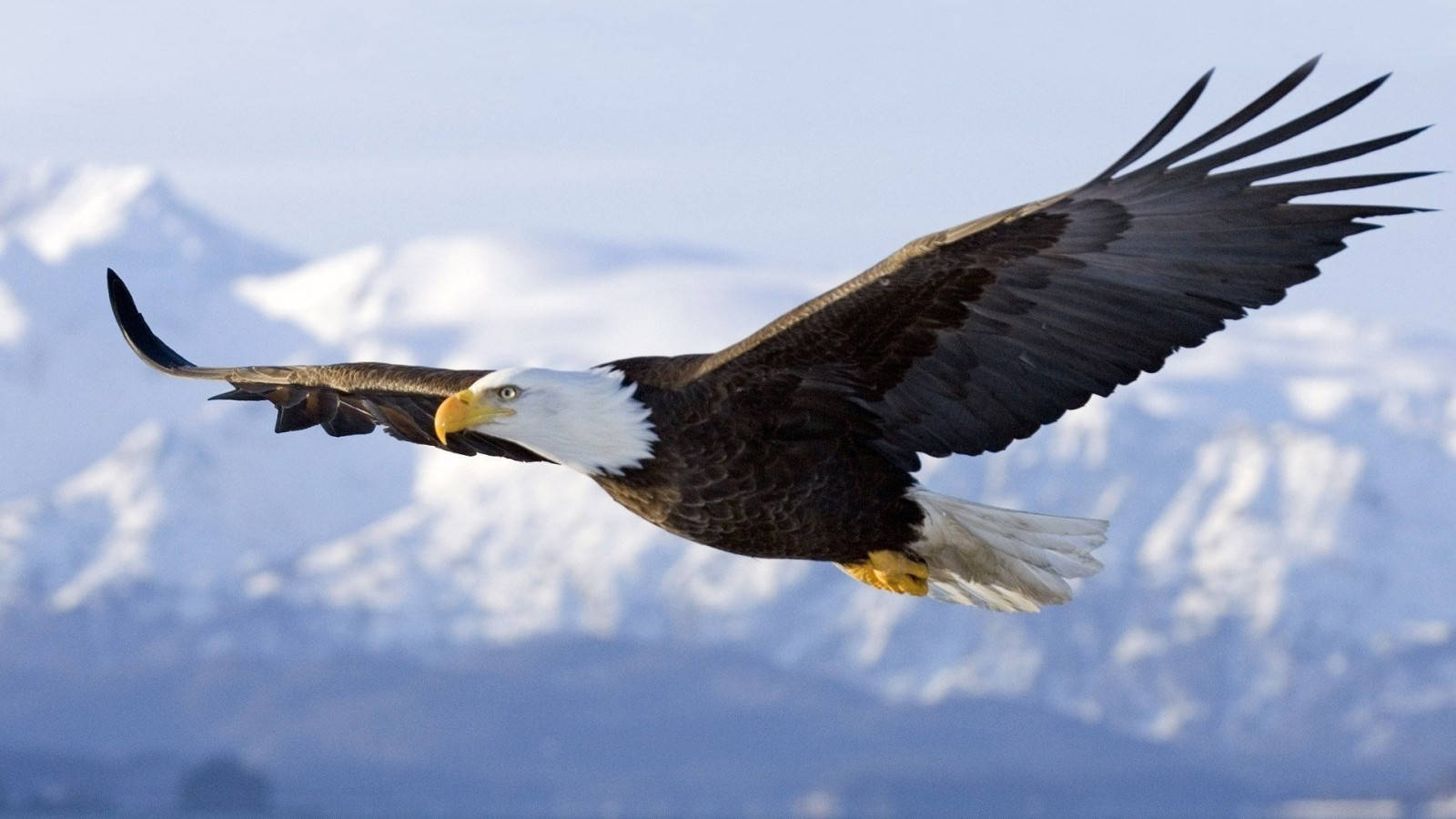 Aguila, bald eagle, snow-capped mountains, HD Desktop Wallpaper