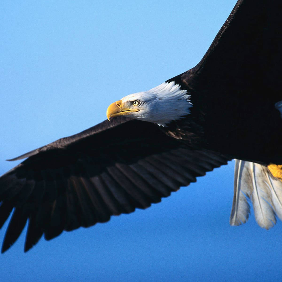 Aguila, bald eagle, white head, SD Desktop Wallpaper