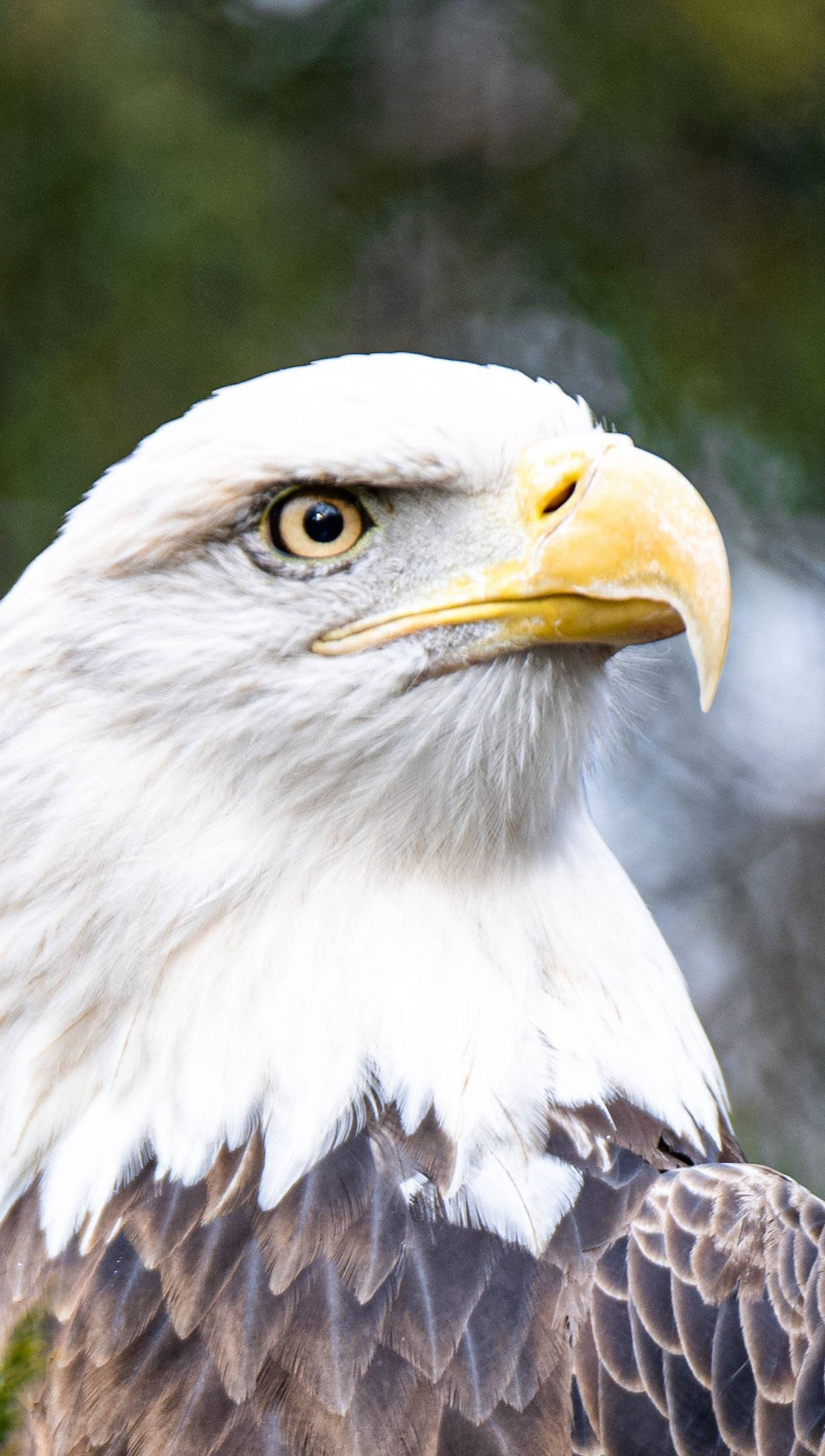 Aguila, bald eagle, white head feathers, Full HD Phone Wallpaper