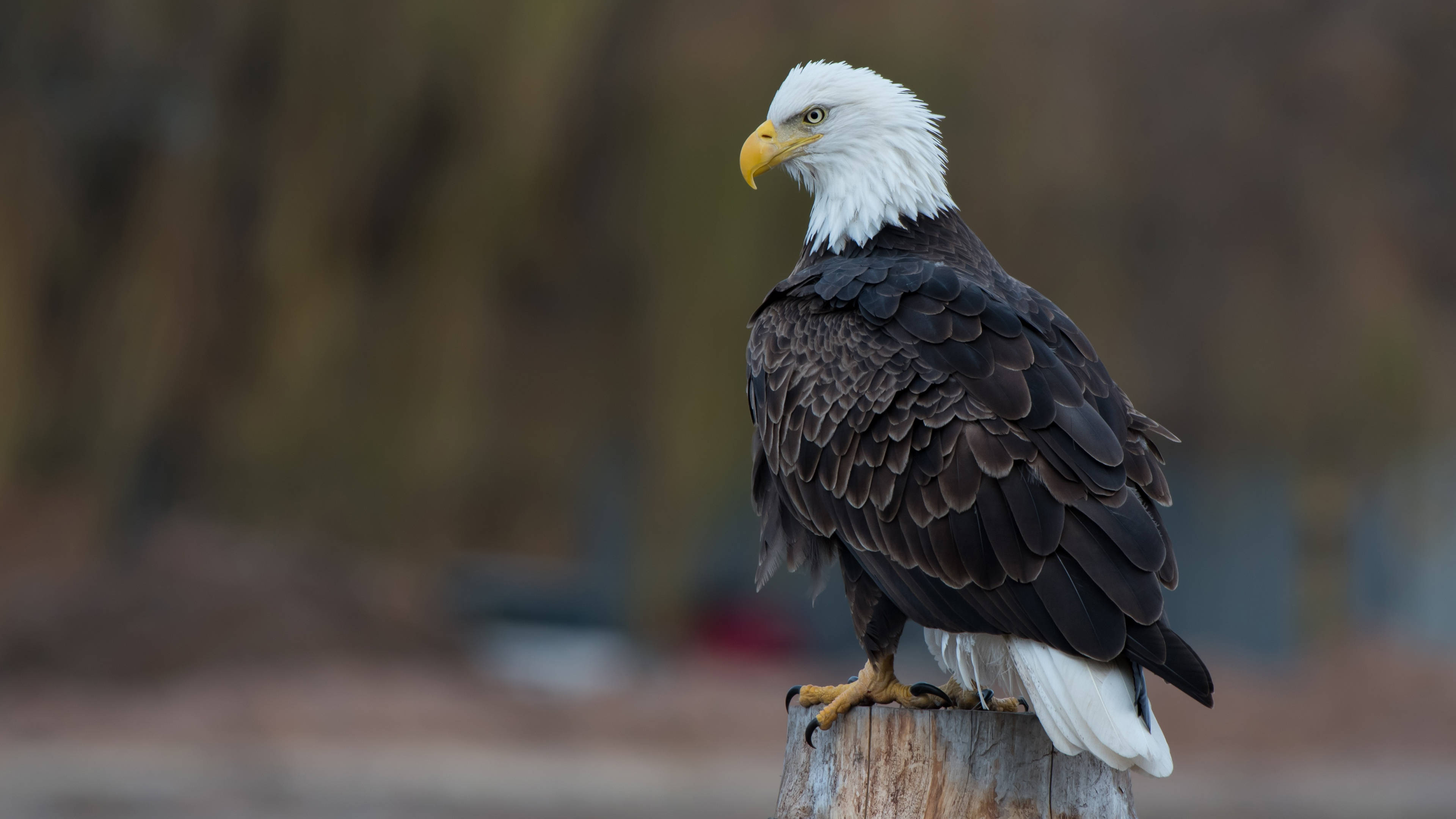 Aguila, bald eagle, weathered wooden post, 4K Desktop Wallpaper