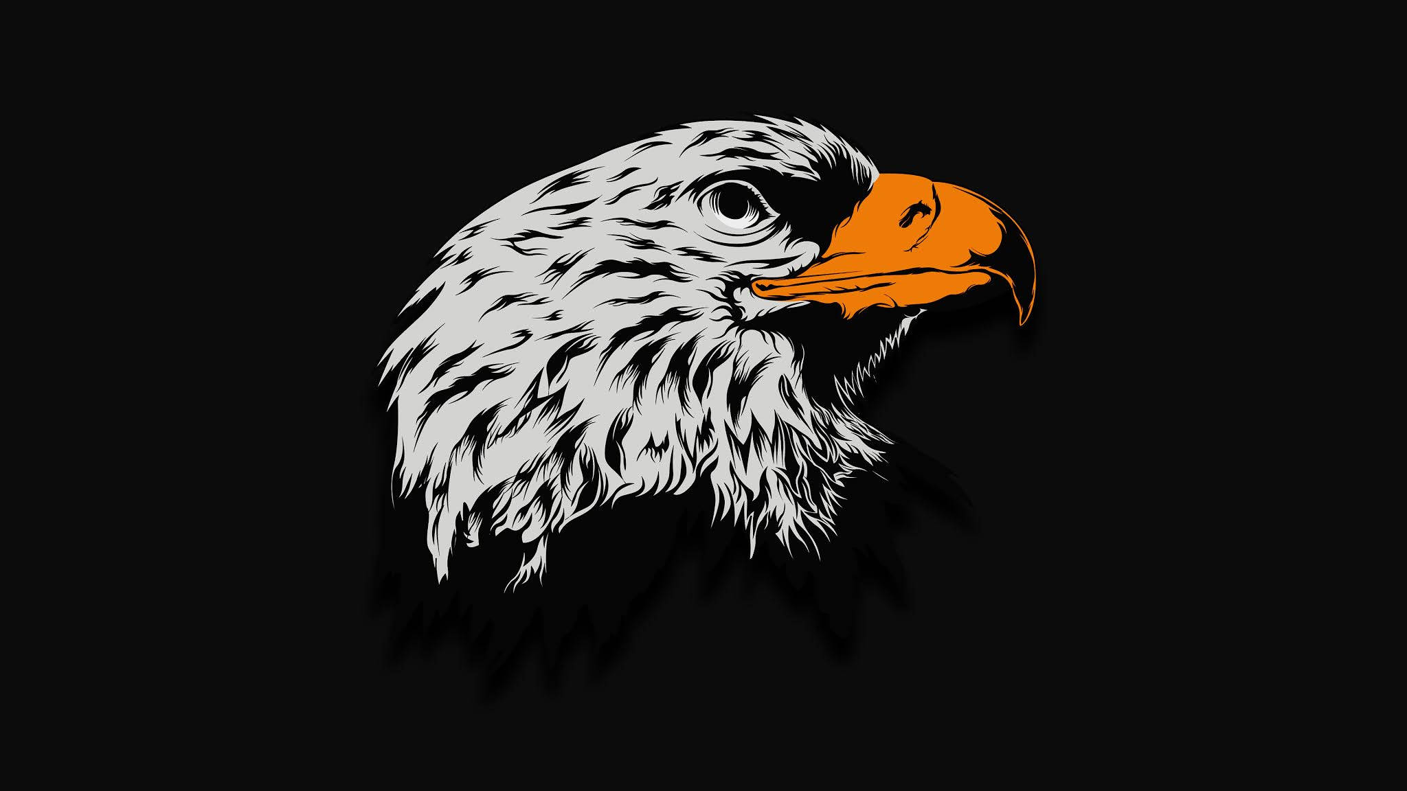 Aguila, bald eagle, white feathers, Full HD Desktop Wallpaper