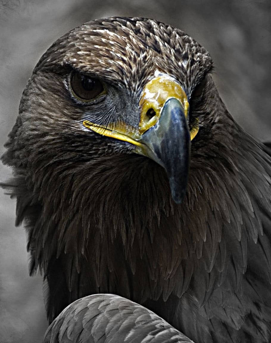 Golden Aguila, dark brown feathers, piercing eyes, SD Phone Wallpaper