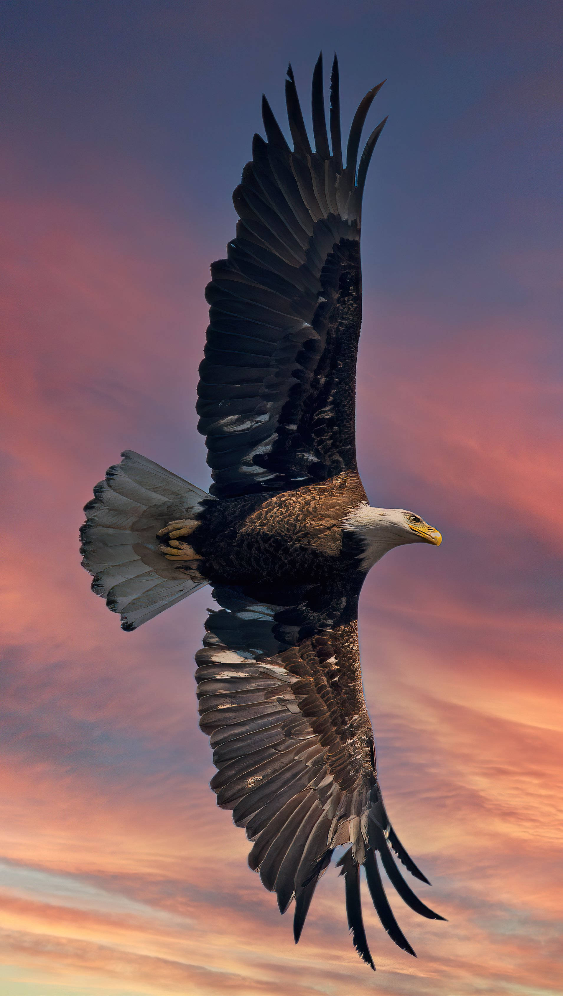 Aguila, bald eagle, vibrant sunset sky, 2K Phone Wallpaper
