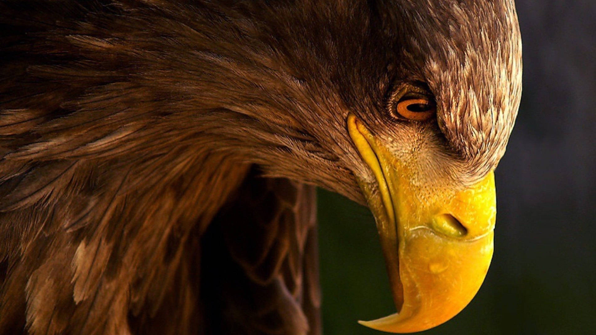 Aguila, eagle, amber eyes, Full HD Desktop Wallpaper