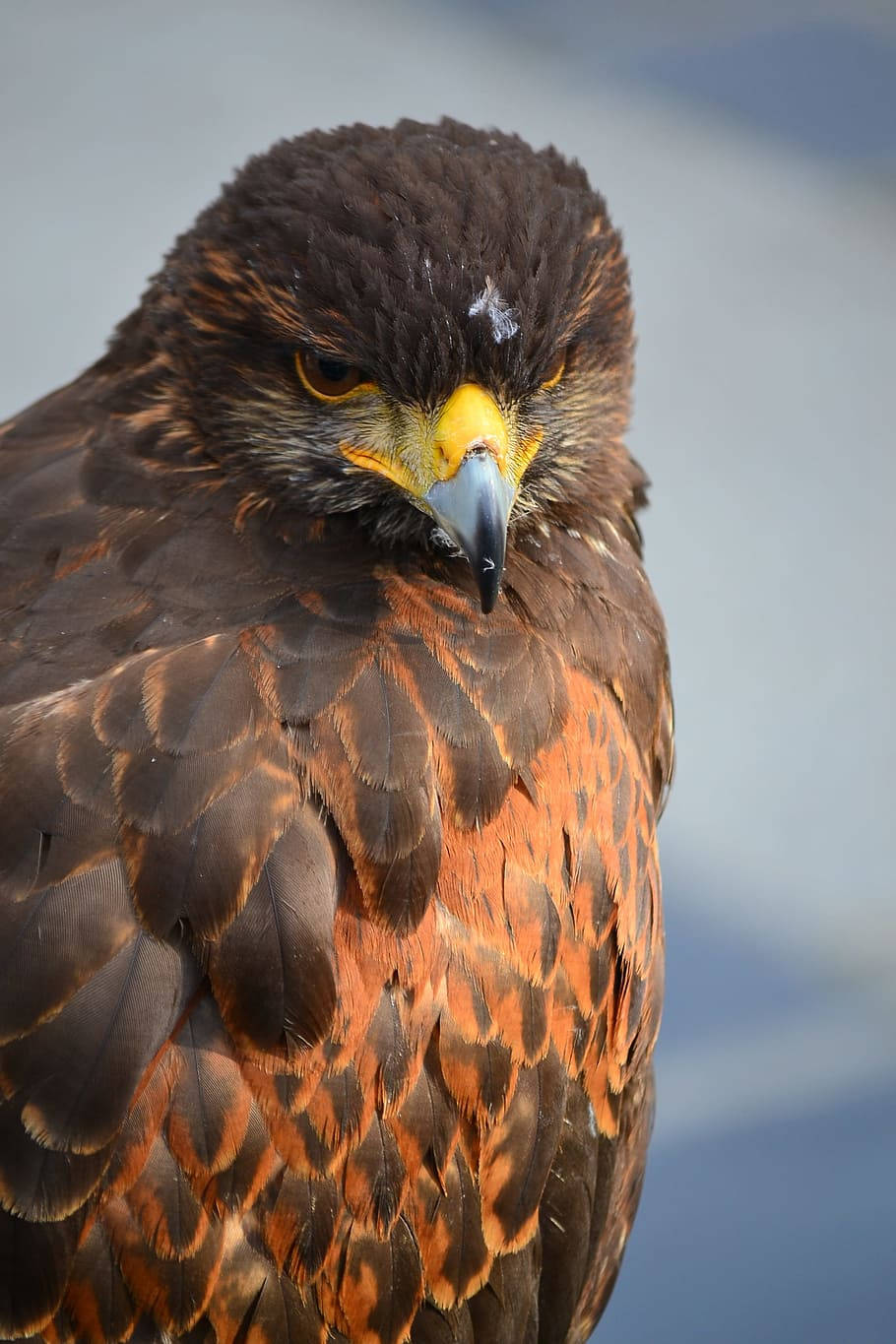 Aguila, brown feathers, golden beak, HD Phone Wallpaper