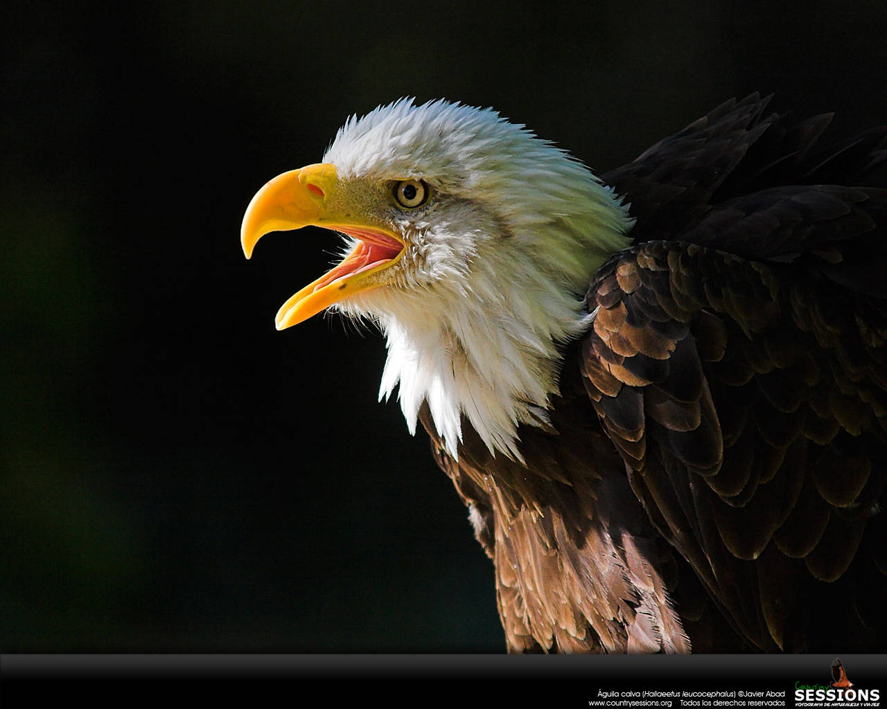 Aguila, bald eagle, white head, HD Desktop Wallpaper