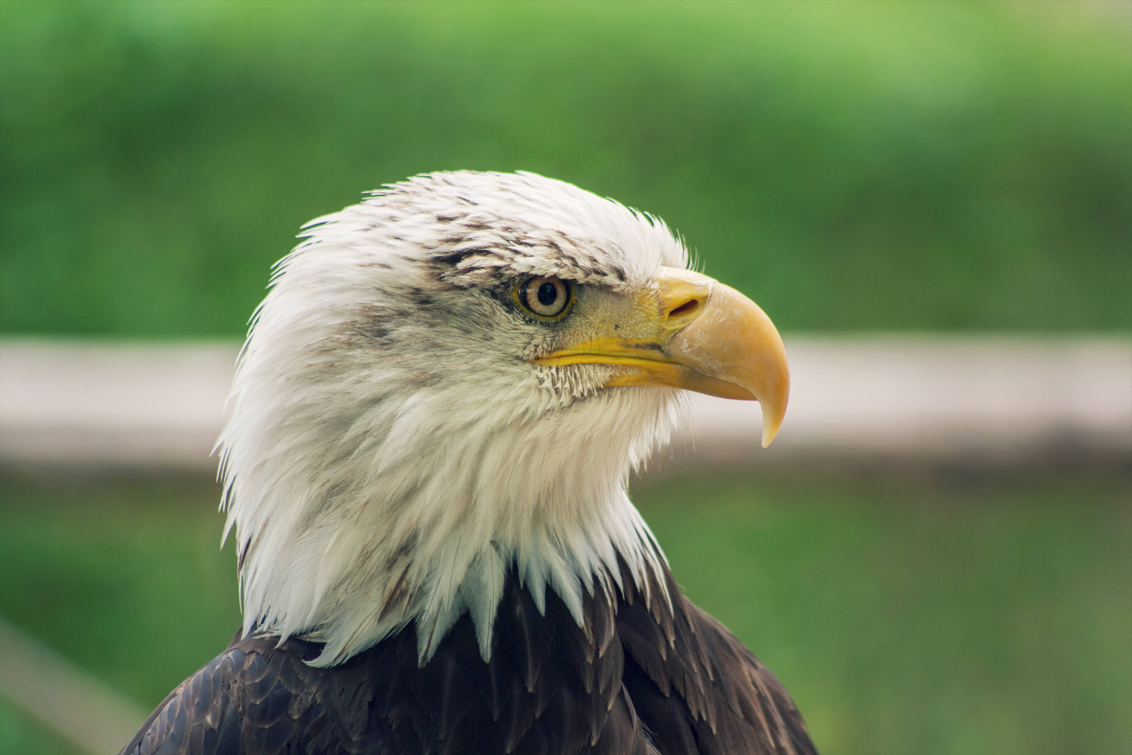 Aguila, bald eagle, white head feathers, 4K Desktop Wallpaper