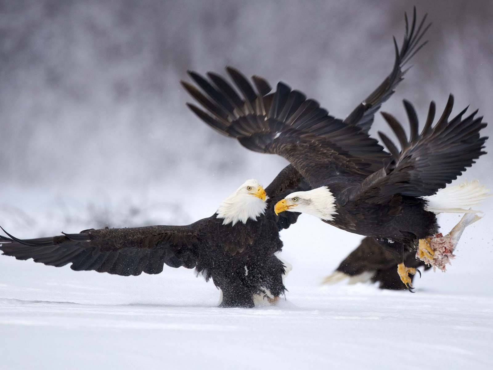 Aguila, bald eagles, snowy winter landscape, HD Desktop Wallpaper
