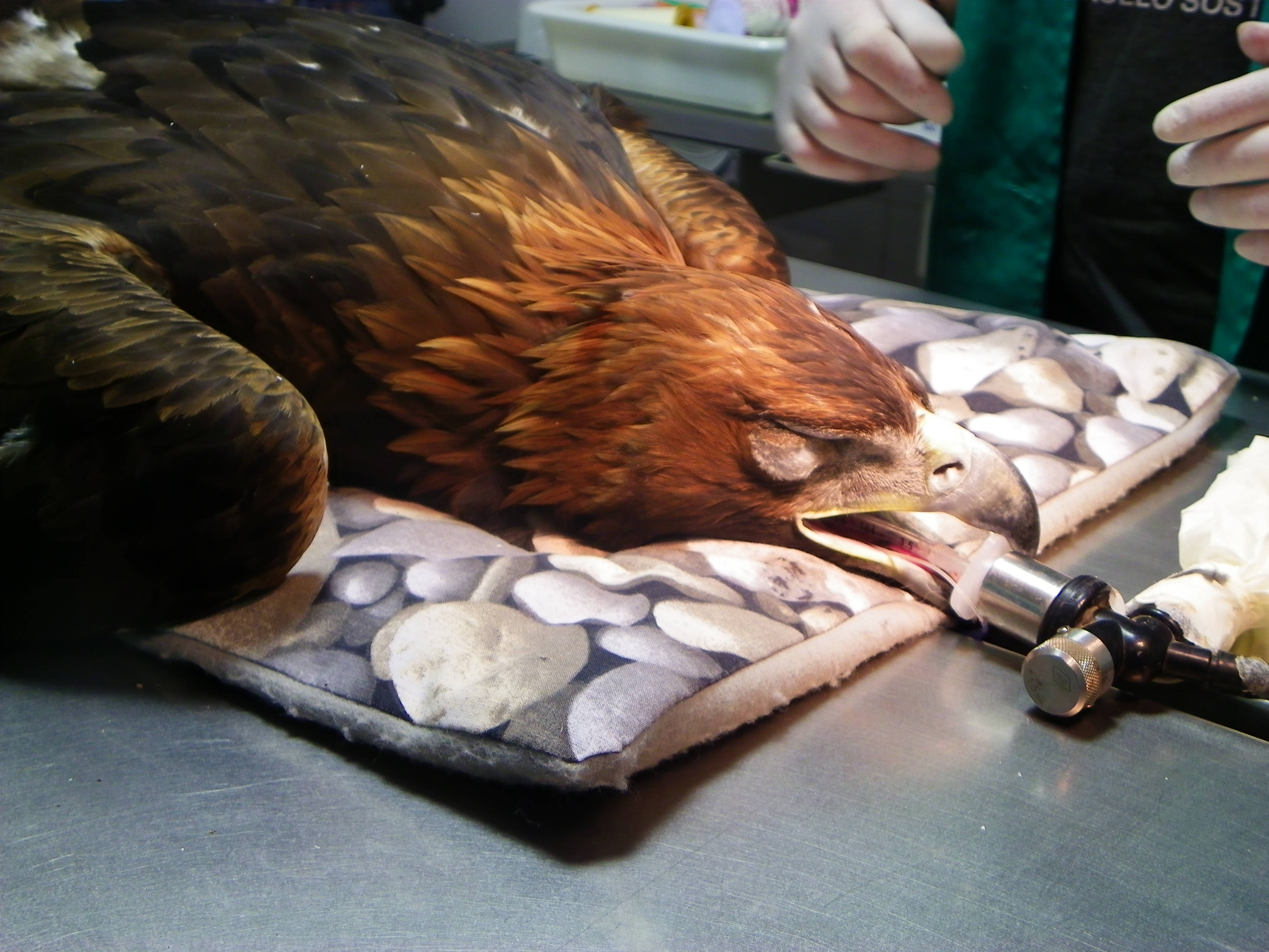 Aguila, golden eagle, stone-patterned pad, 4K Desktop Wallpaper