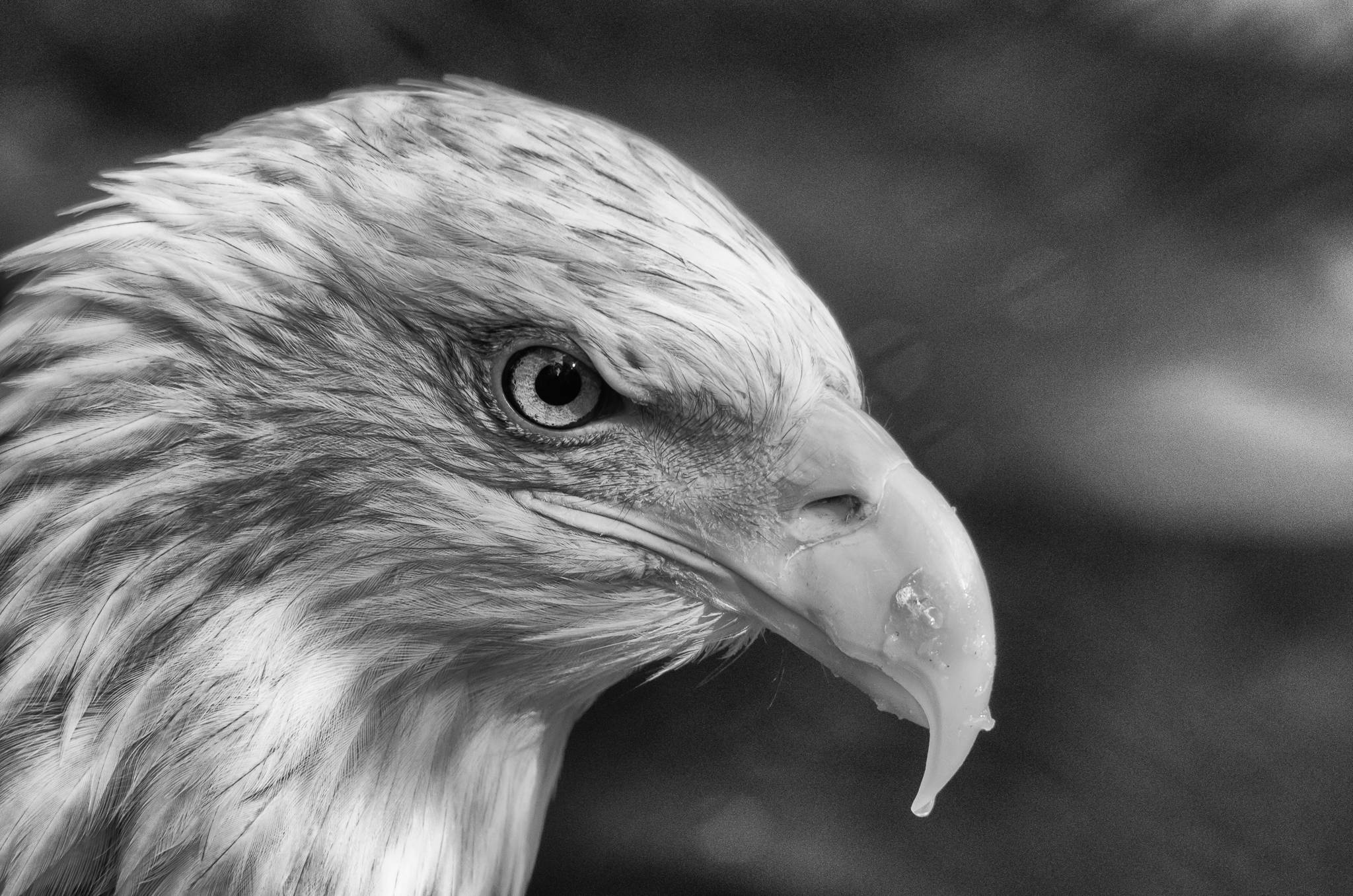 Aguila, black and white, bird of prey, Full HD Desktop Wallpaper