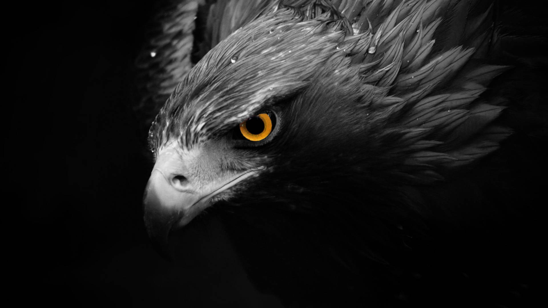 Black Aguila, eagle, piercing yellow eyes, Full HD Desktop Wallpaper