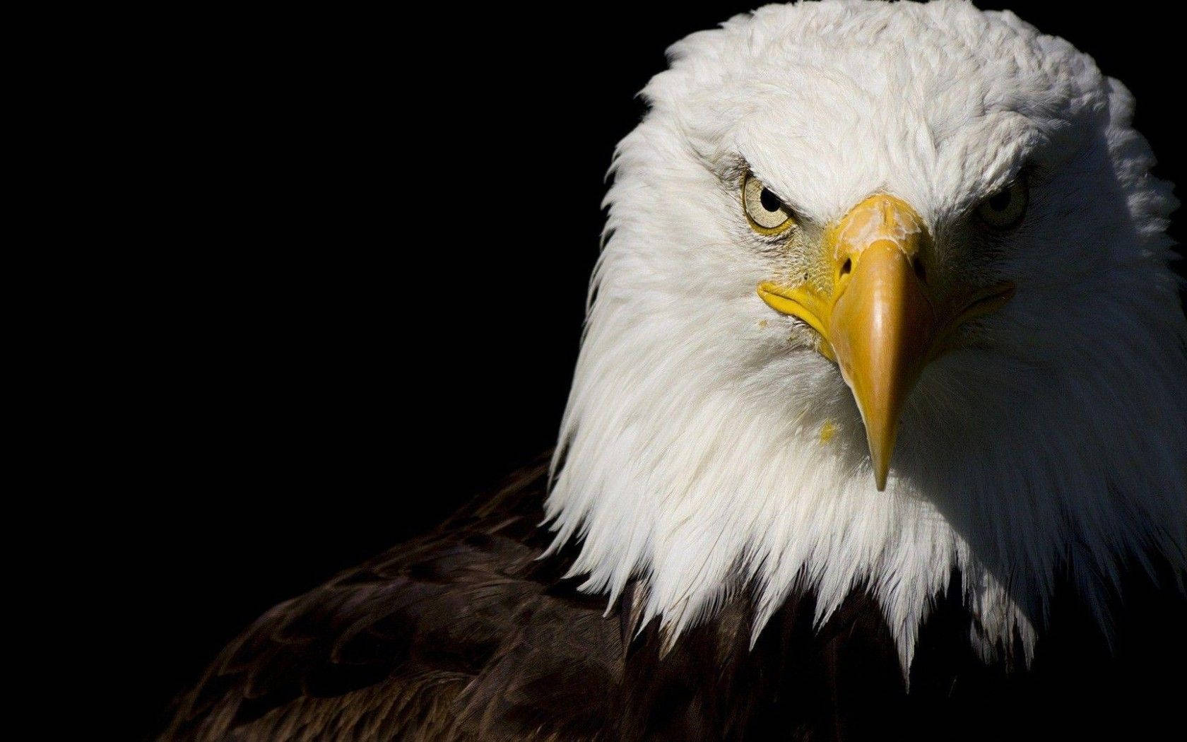 Aguila, bald eagle, white head, HD Desktop Wallpaper