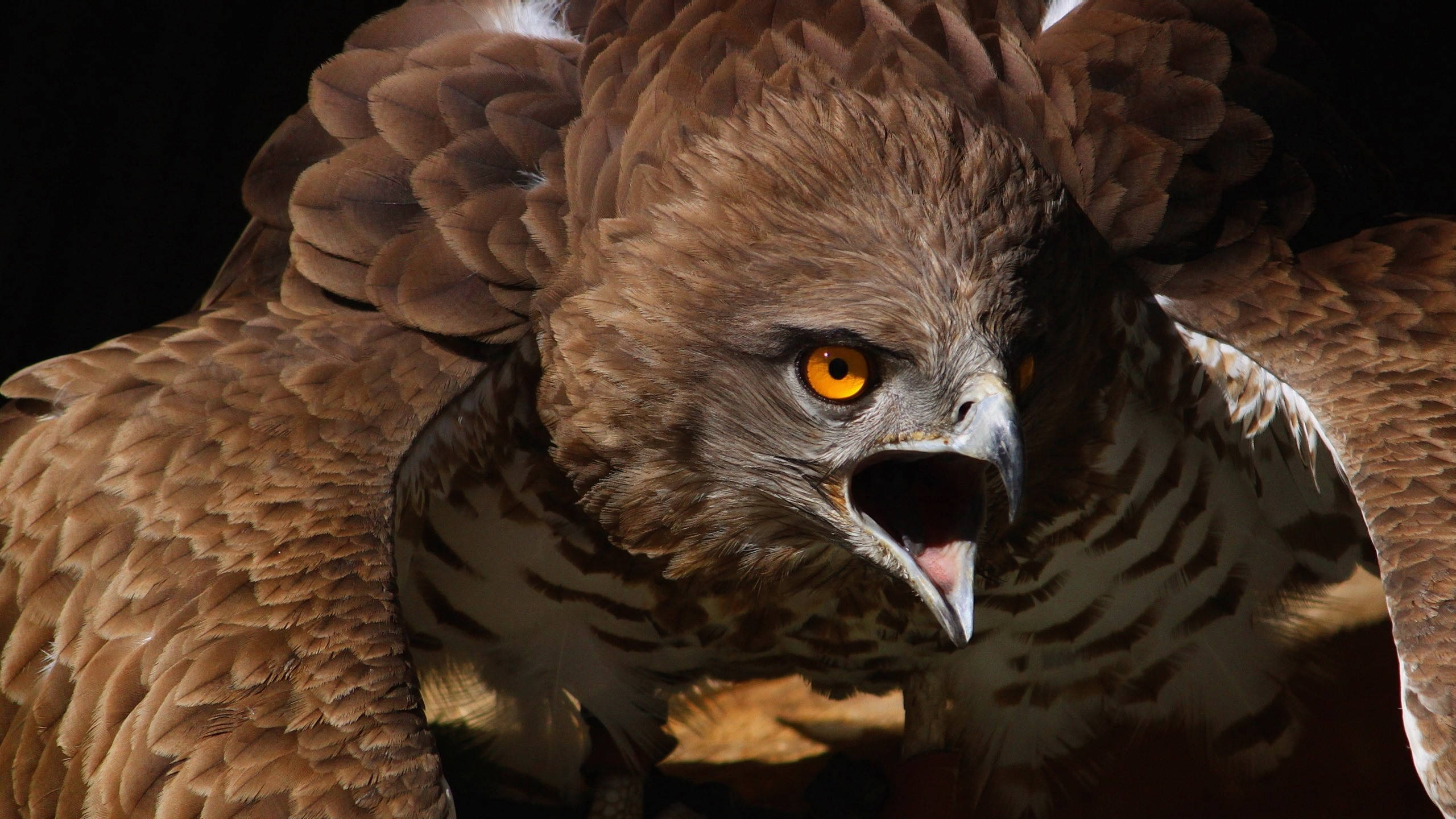 Aguila, brown, 3D art, 2K Desktop Wallpaper