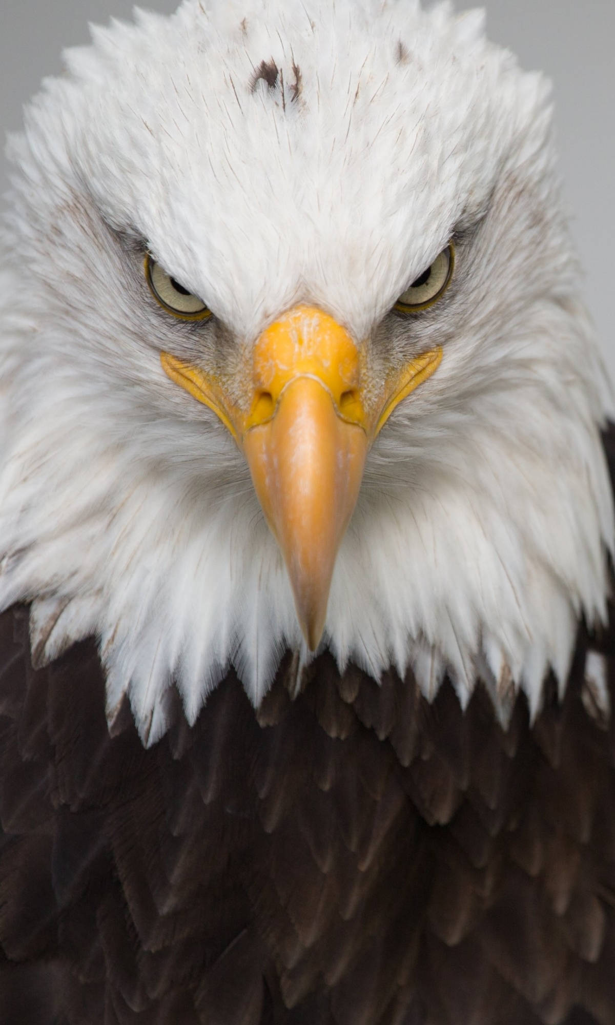Aguila, bald eagle, sharp yellow beak, Full HD Phone Wallpaper