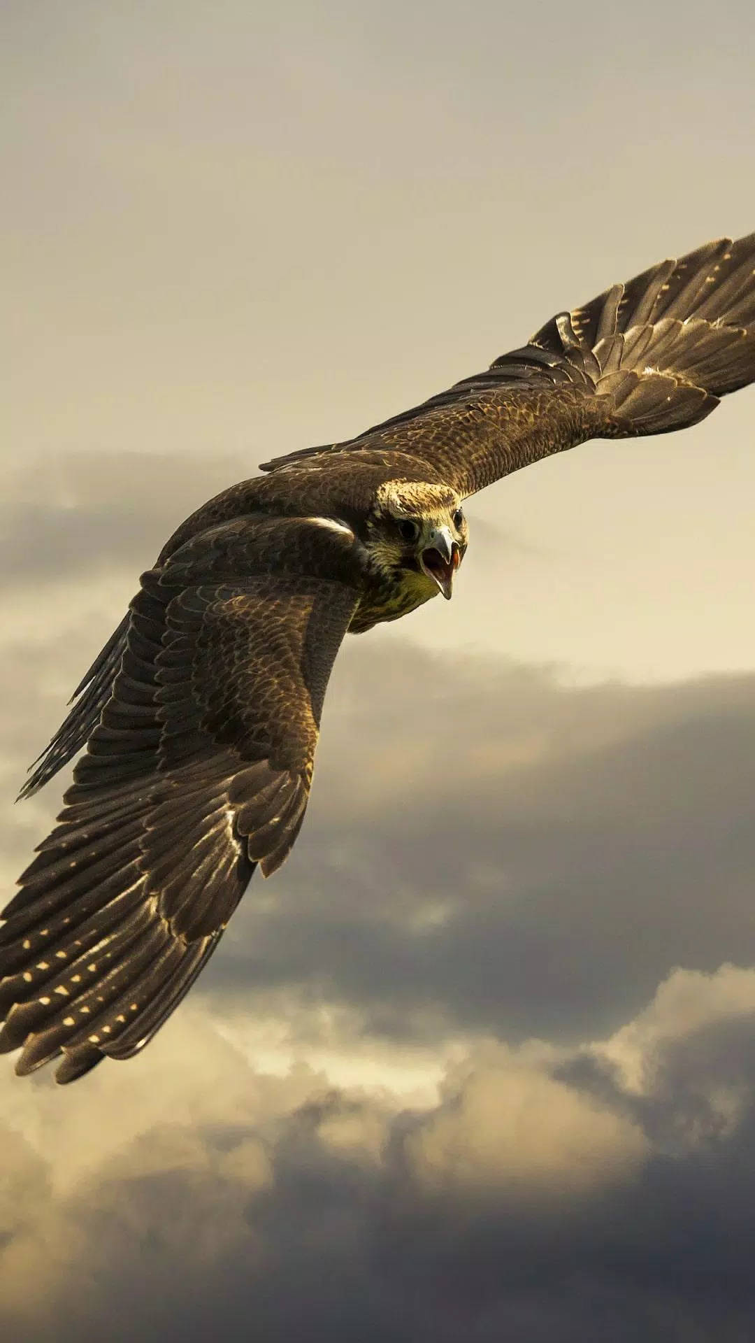 Aguila, osprey, cloudy sky, Full HD Phone Wallpaper
