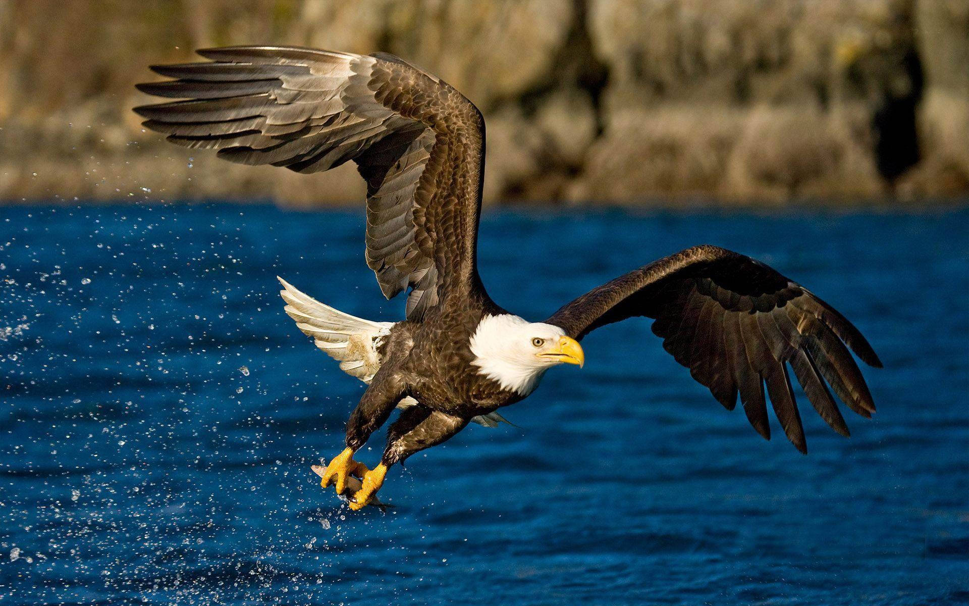 Aguila, bald eagle, vibrant blue water, Full HD Desktop Wallpaper