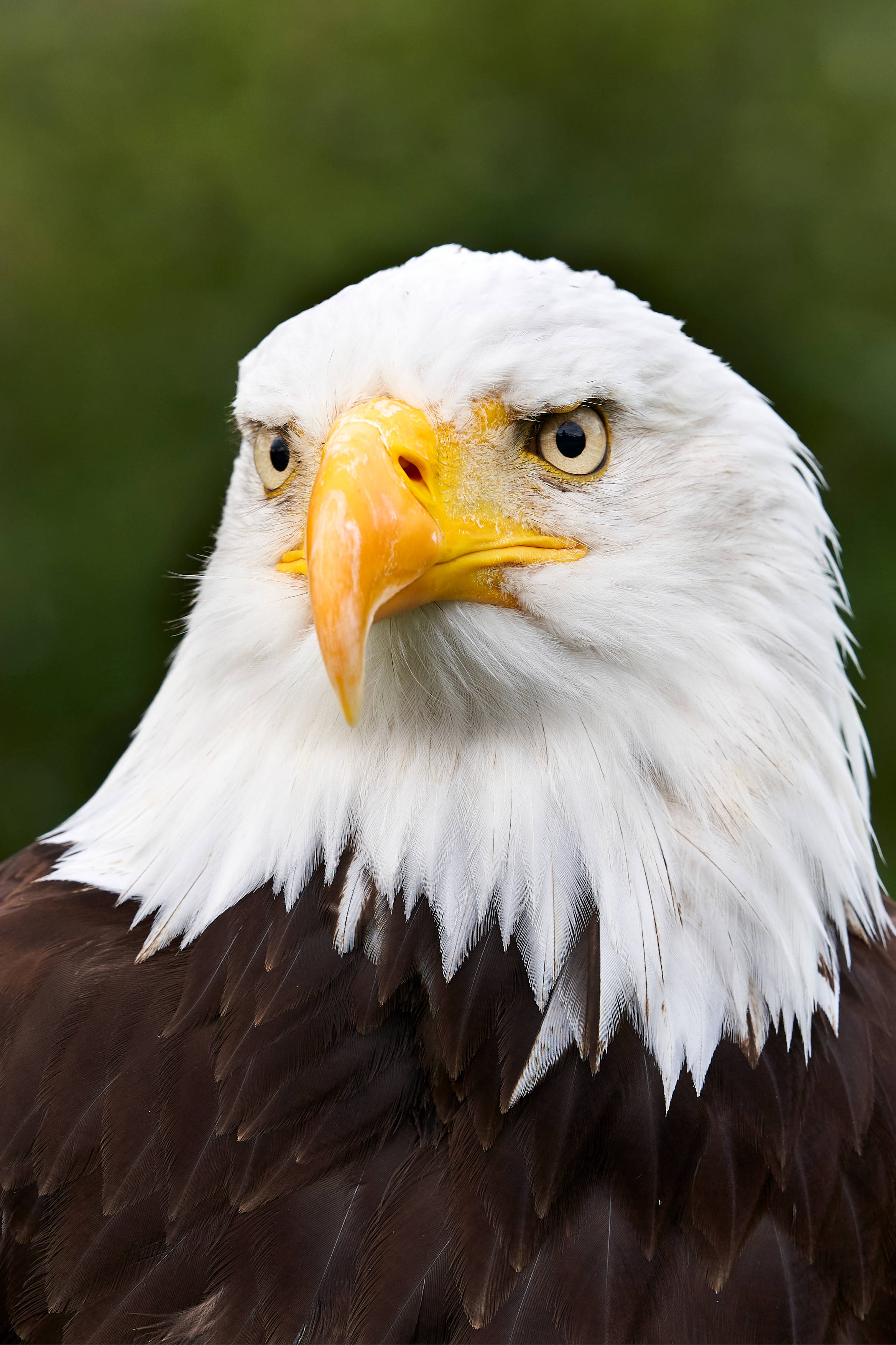 Aguila, bald eagle, piercing yellow eyes, 2K Phone Wallpaper