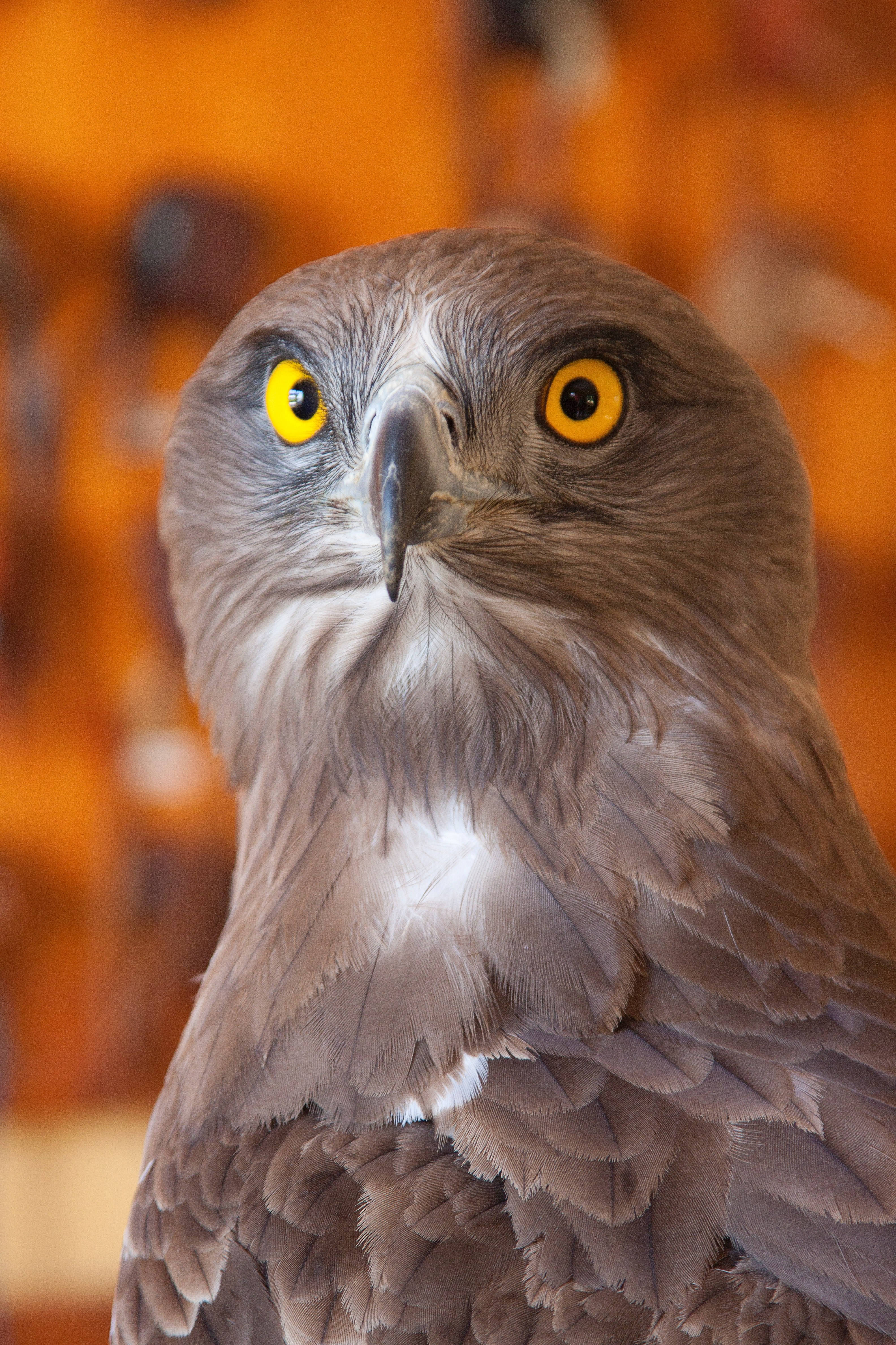 Aguila, brown snake, yellow eyes, 4K Phone Wallpaper