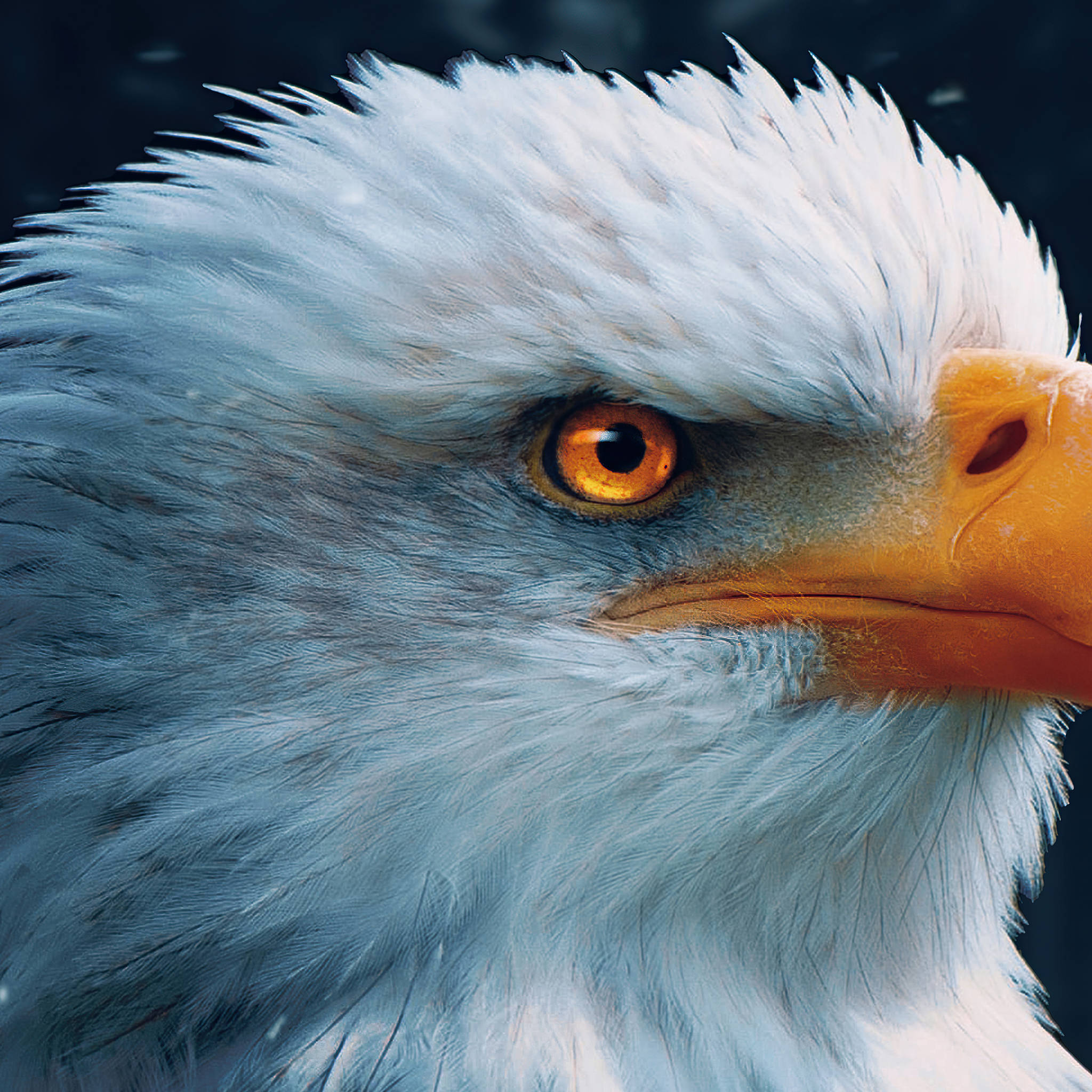 Aguila, bald eagle, orange eye, Full HD Desktop Wallpaper