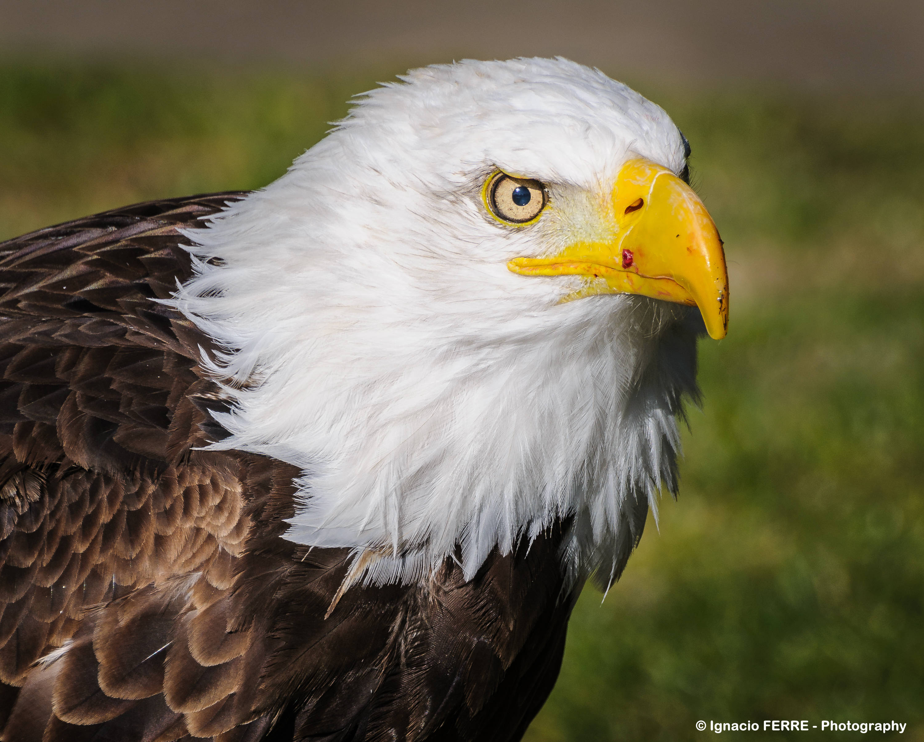 Aguila, bald eagle, yellow eyes, 2K Desktop Wallpaper