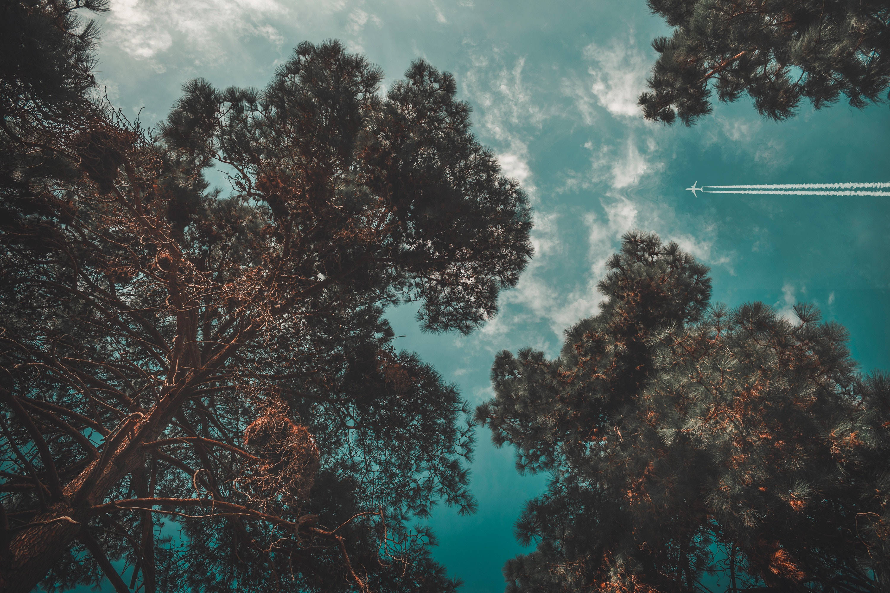 teal sky, pine branches, airplane, 2K Desktop Wallpaper