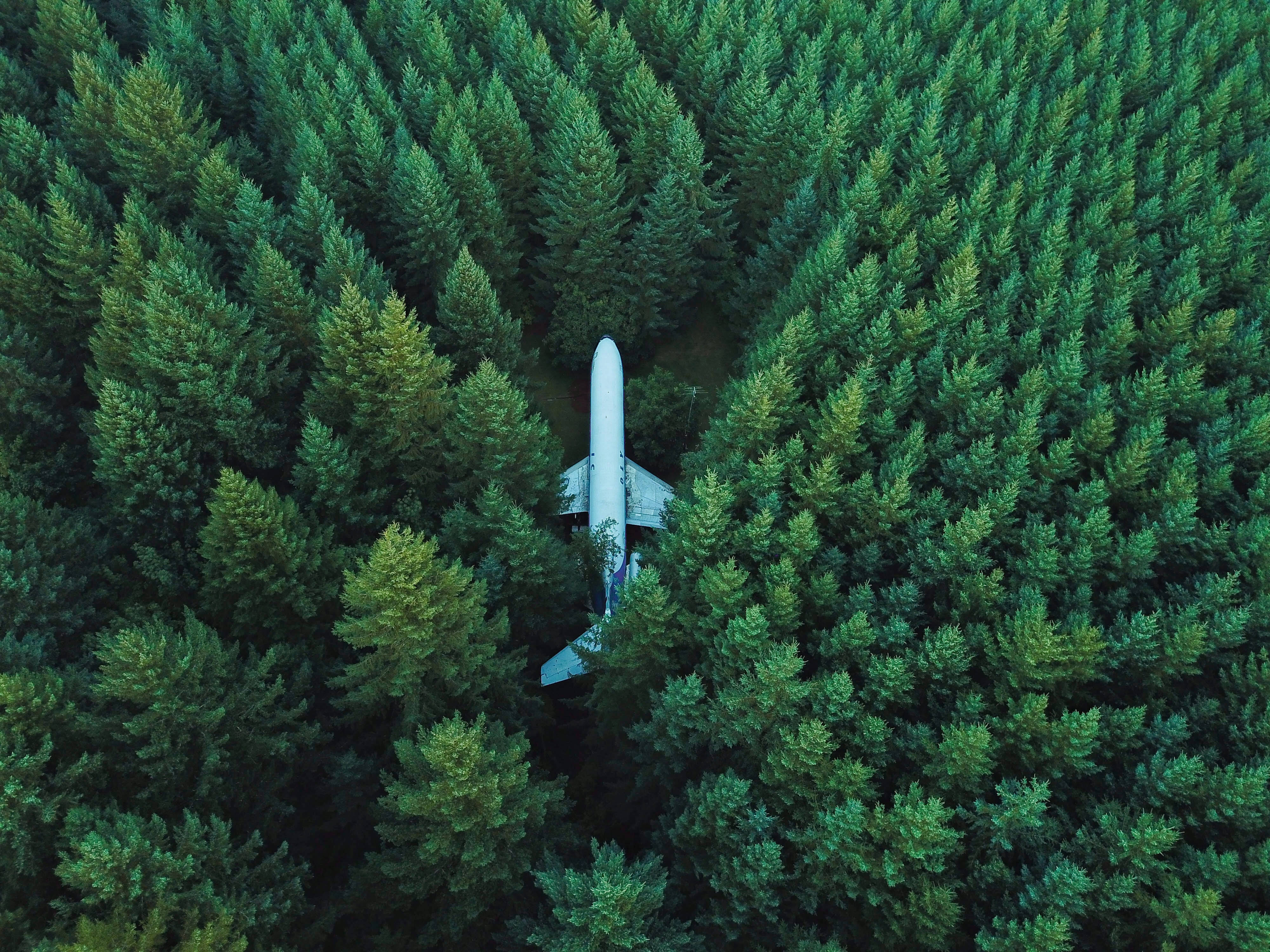 white airplane, dense green pine trees, forest, 4K Desktop Wallpaper