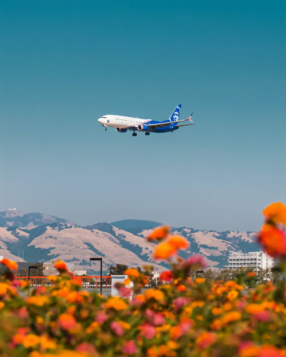 Alaska Airlines, blue and white airplane, vibrant orange flowers, SD Phone Wallpaper